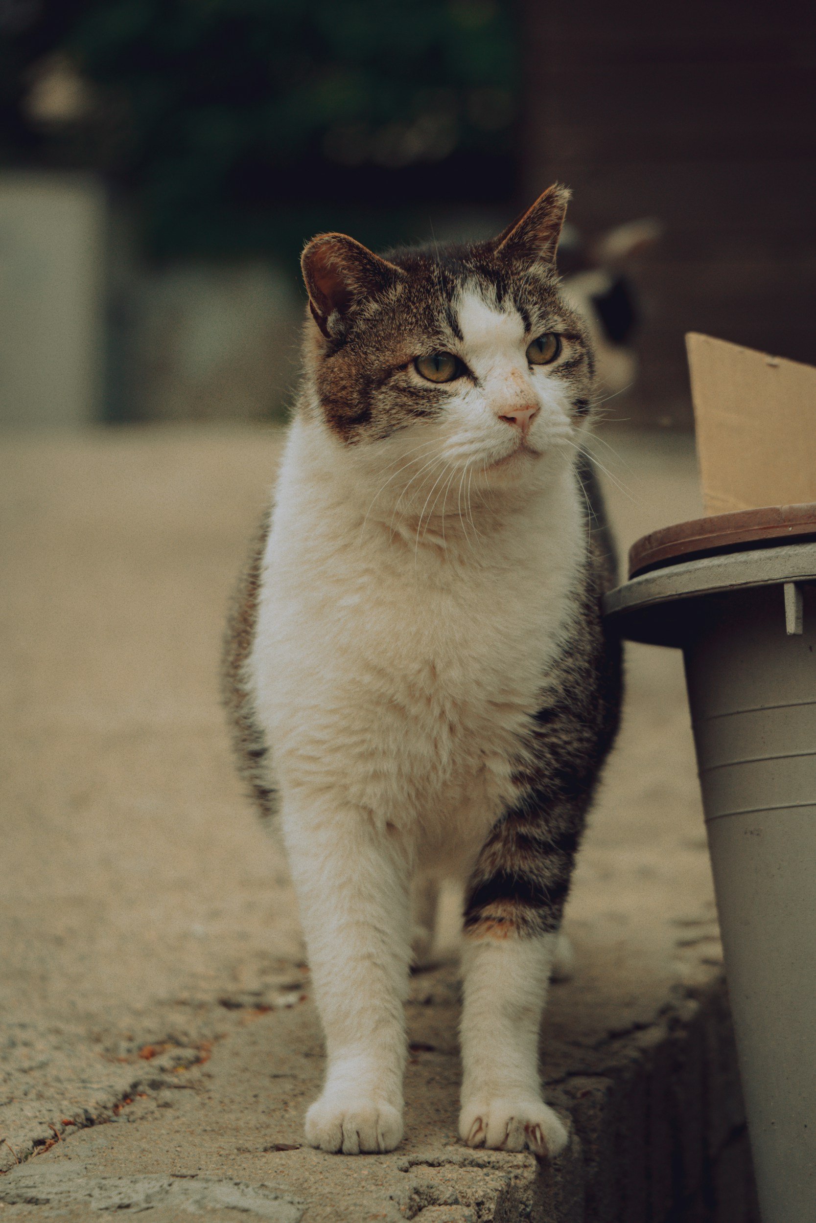 A tabby and white cat standing on a paved sidewalk next to a round metal container or bucket, with blurred background.
