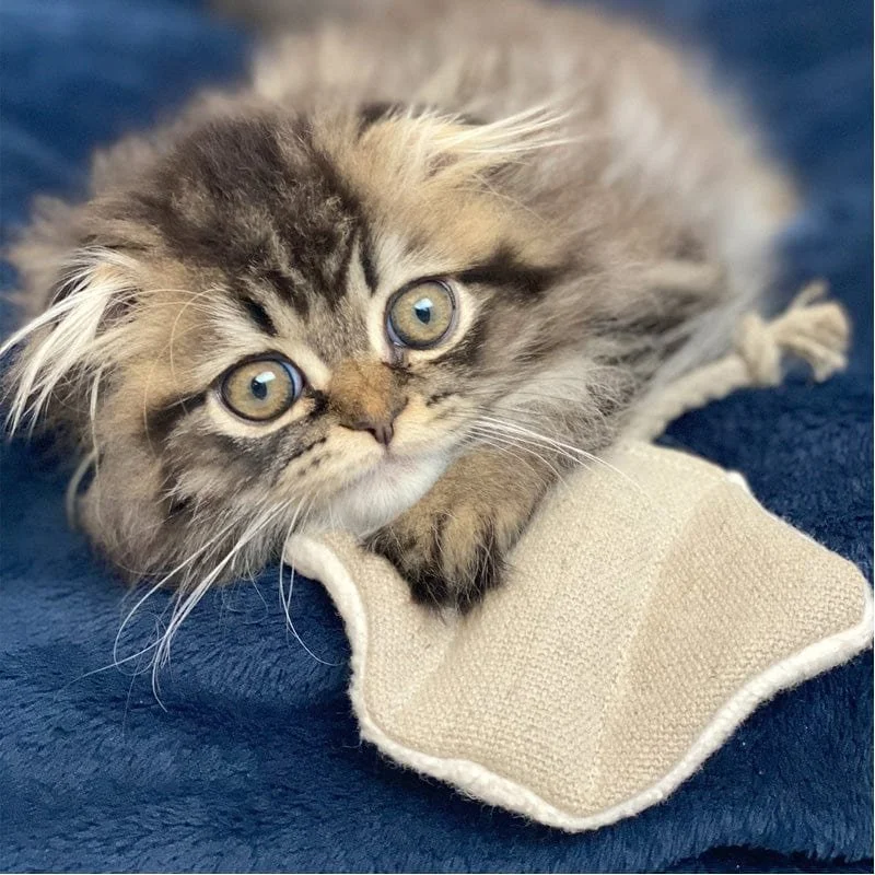 Cat playing with eco-friendly stingray toy