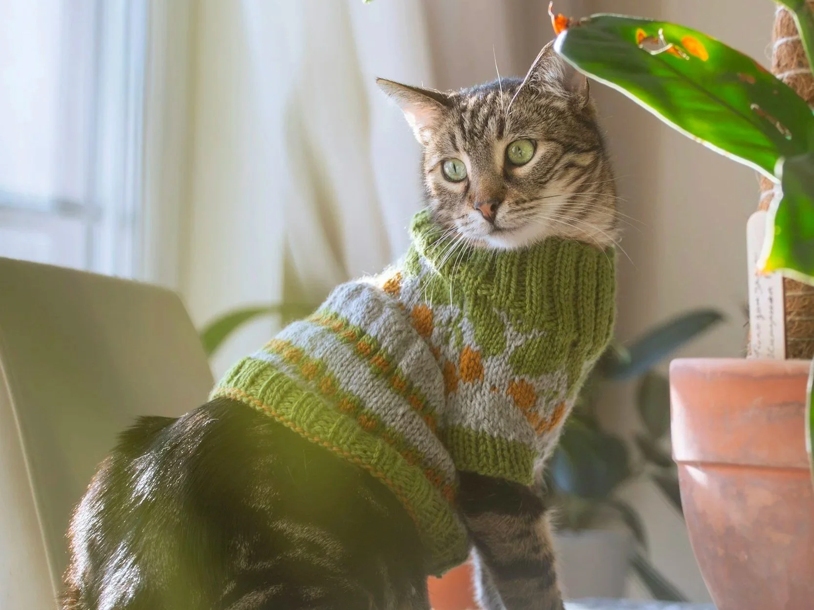 Lifestyle image representing eco-friendly living with pets