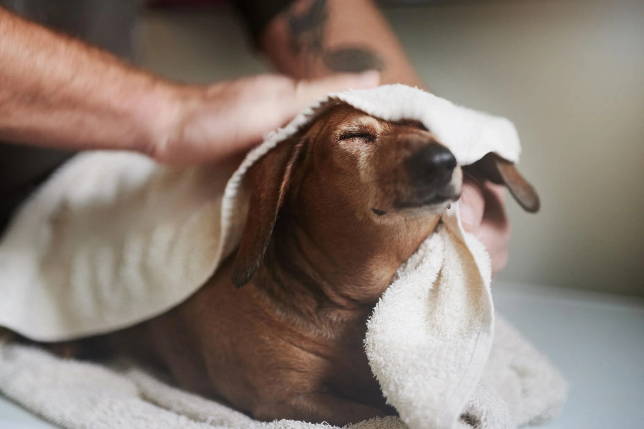 A small brown dog with long ears lying on a towel with its eyes closed, receiving a grooming or bathing treatment.