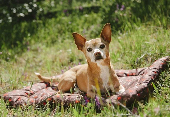 Dog laying on Chill ped outdoors