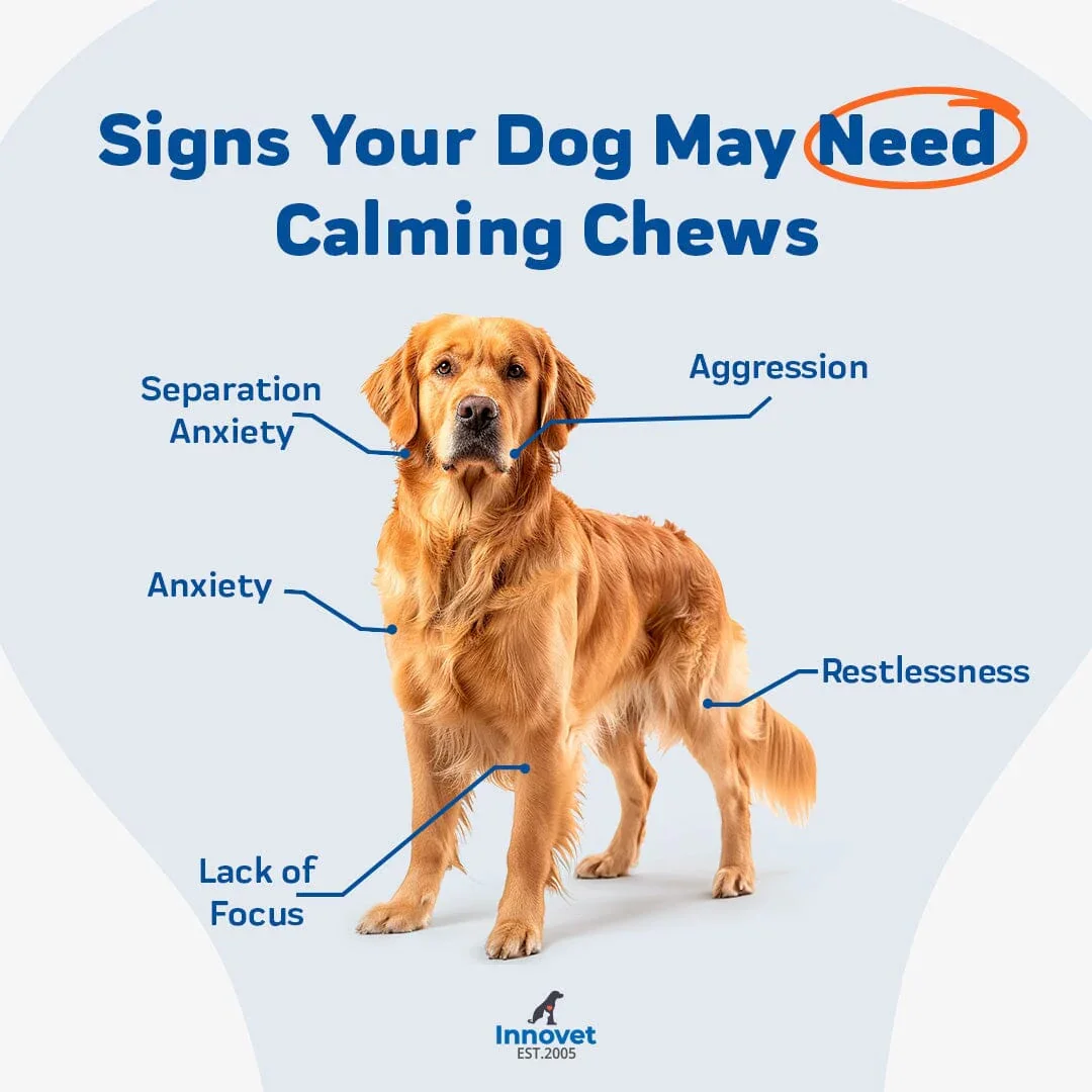 Dog calming support chews from Innovet Pet for anxiety, travel, and stressful situations