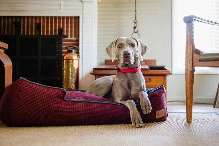 Large Dog laying in red houndstooth lounge bed