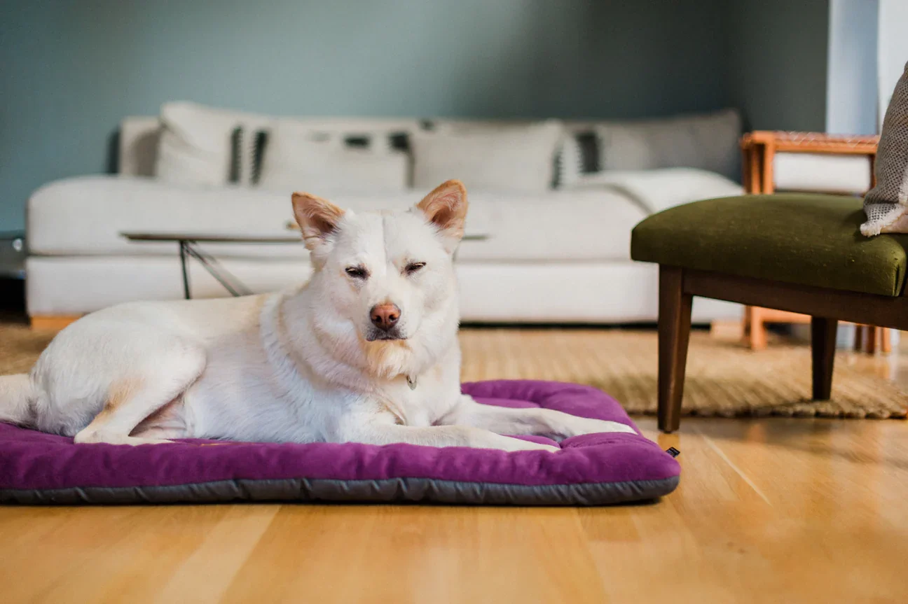 Large Dog on Coastal Chill Pad indoors