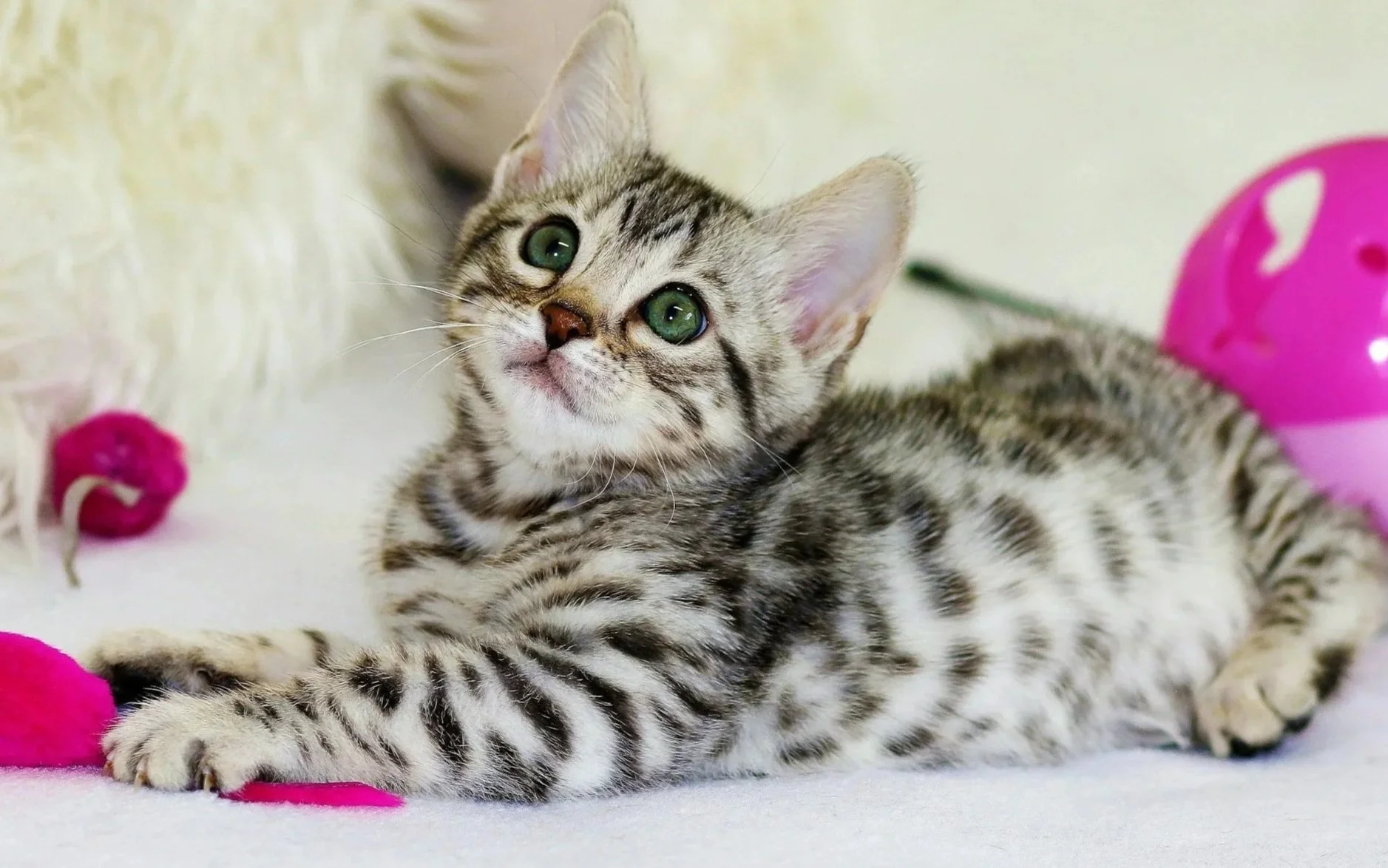 A cute tabby kitten with green eyes lying on a white surface surrounded by pink toys and a fluffy white blanket.