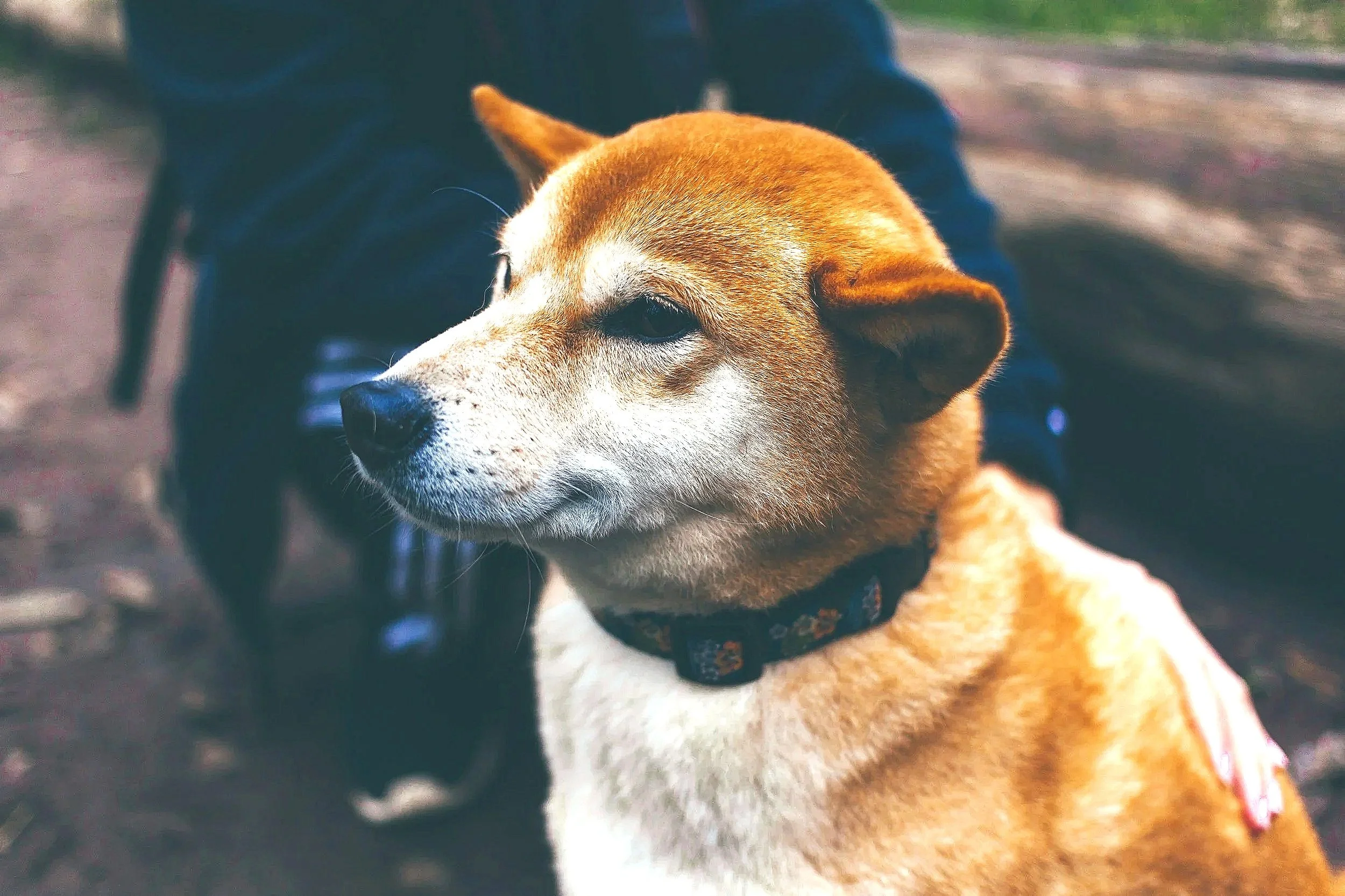 Close-up of a tan and white dog with a black collar sitting outdoors on a wooden surface.