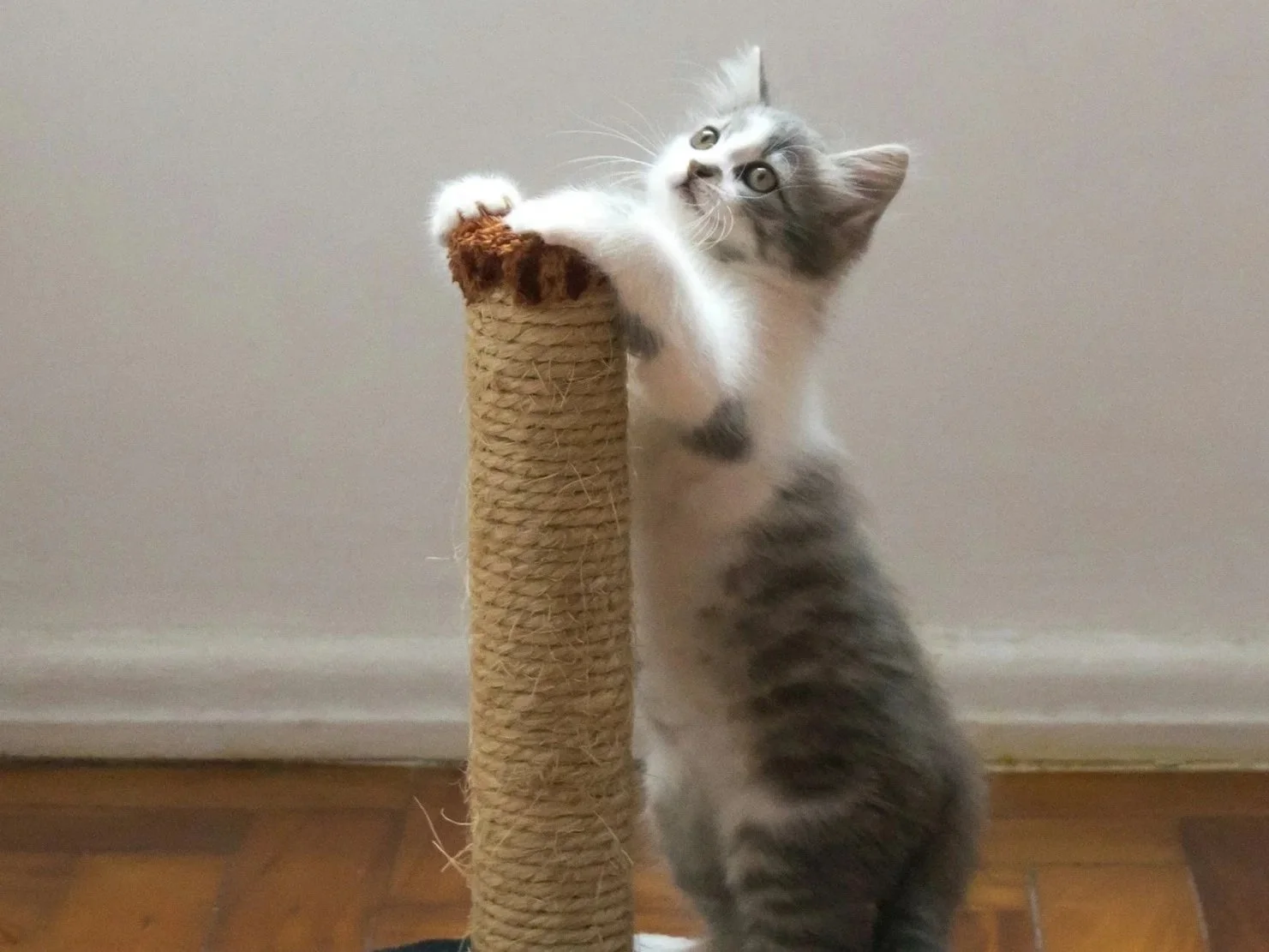 Lifestyle image representing eco-friendly living with pets