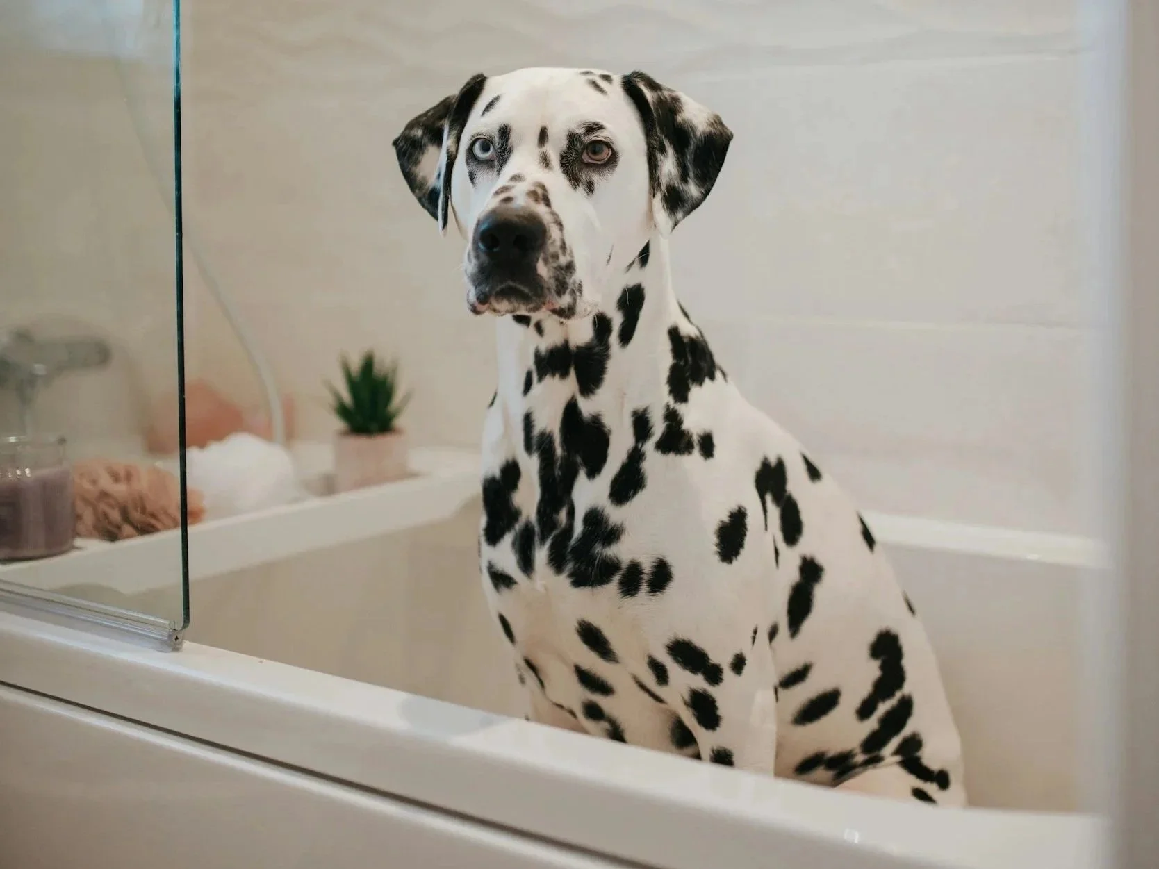 Lifestyle image representing eco-friendly living with pets