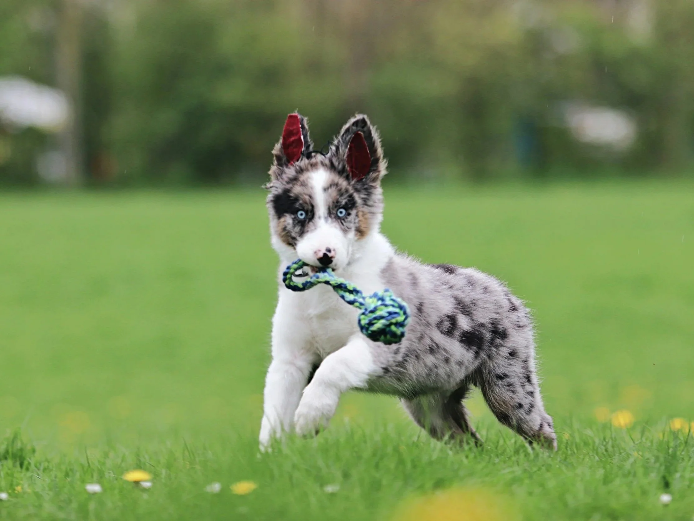 Lifestyle image representing sustainable pet care and eco-friendly living