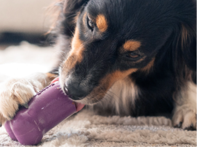 Durable Freezbone dog toy helping reduce boredom and destructive chewing