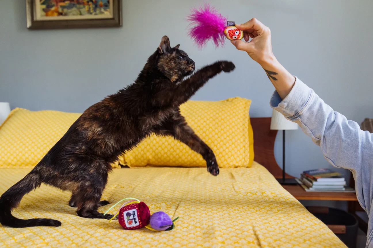 Cat playing with Fig N’ Whiskers organic catnip toy