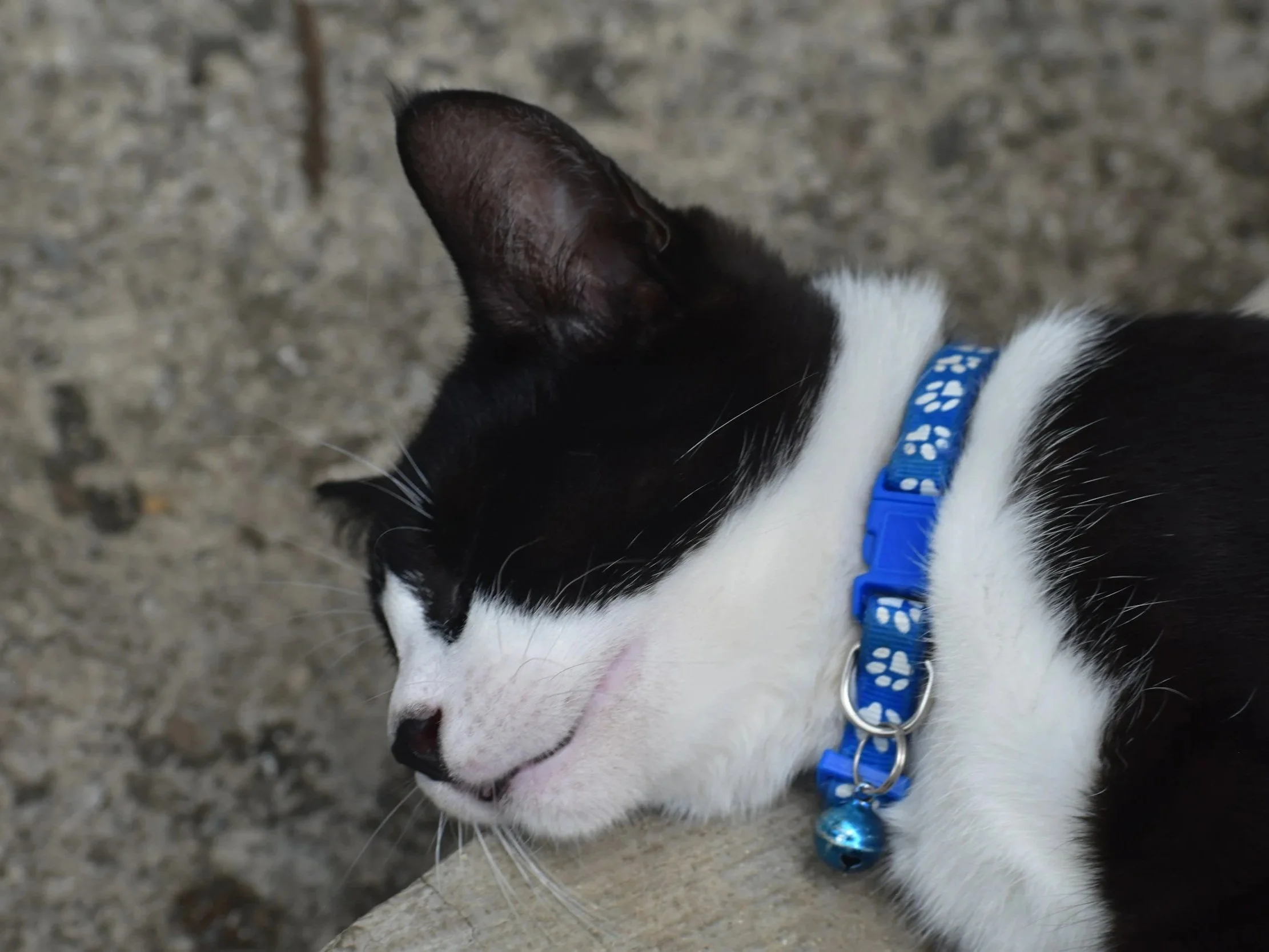 Lifestyle image representing eco-friendly living with pets