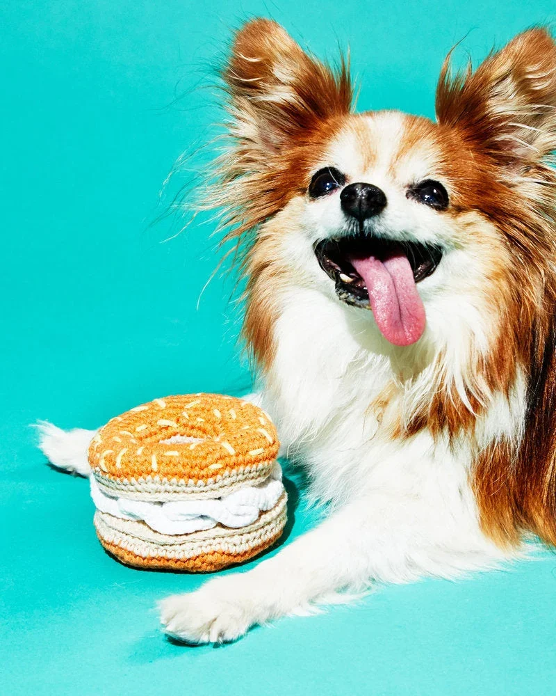 A happy brown and white fluffy dog with large ears, sticking out its tongue, sitting next to a crochet toy that looks like a cookie against a turquoise background.
