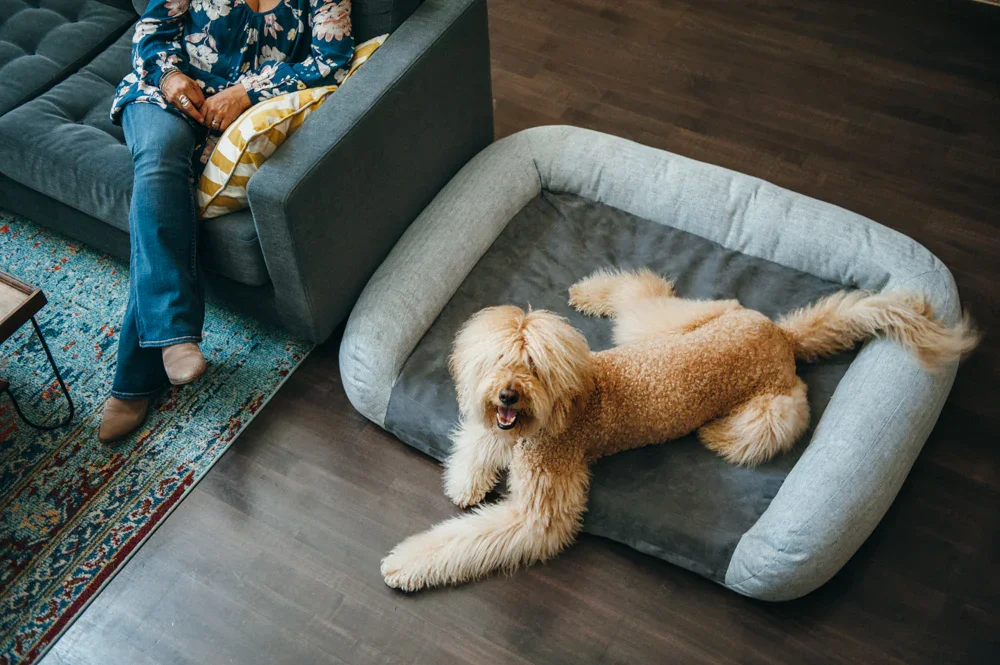 A person sitting on a dark gray couch and a poodle lying on a large, gray, plush dog bed on a dark wooden floor.