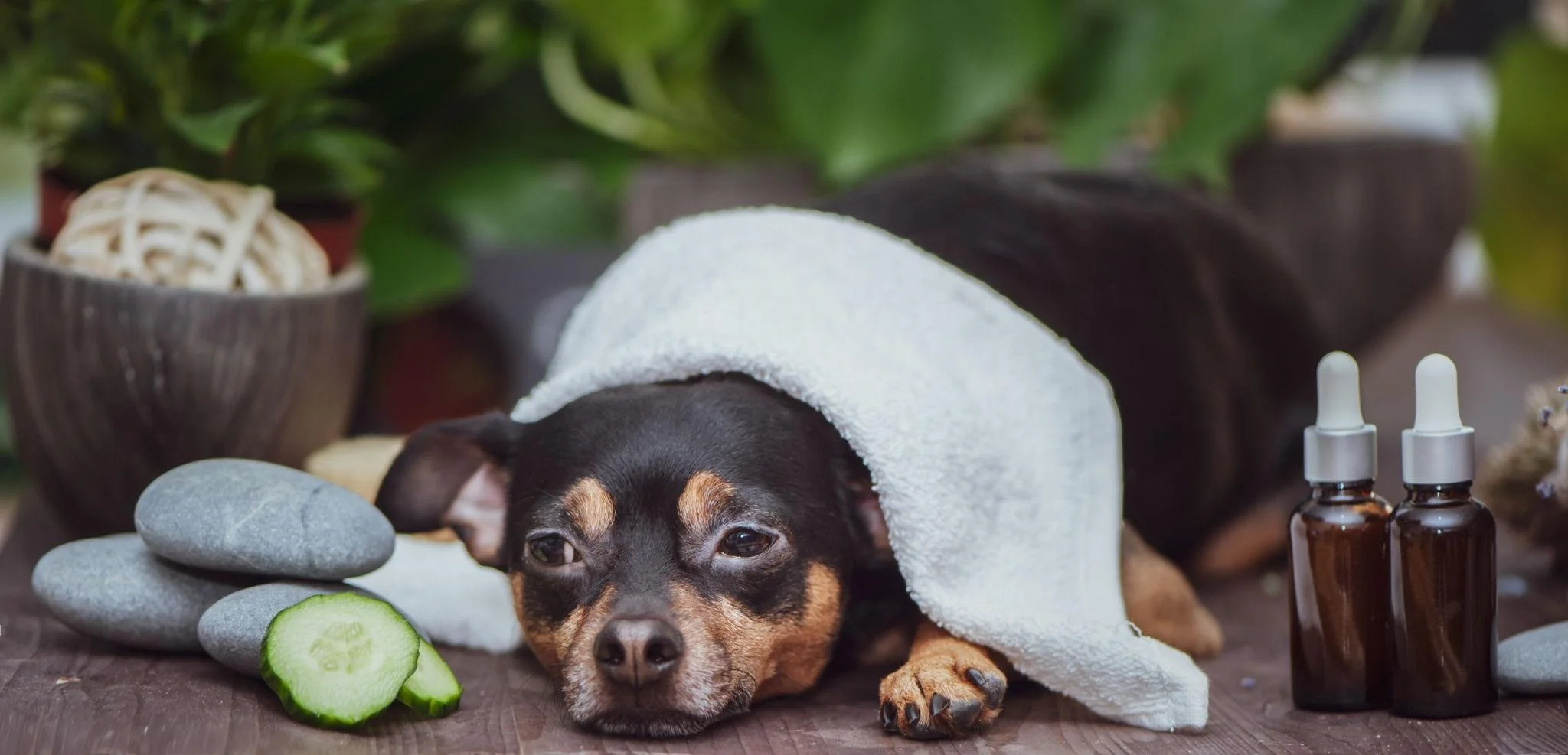 A small dog lying under a white towel with spa items including smooth rocks, cucumber slices, and bottles of essential oil around it
