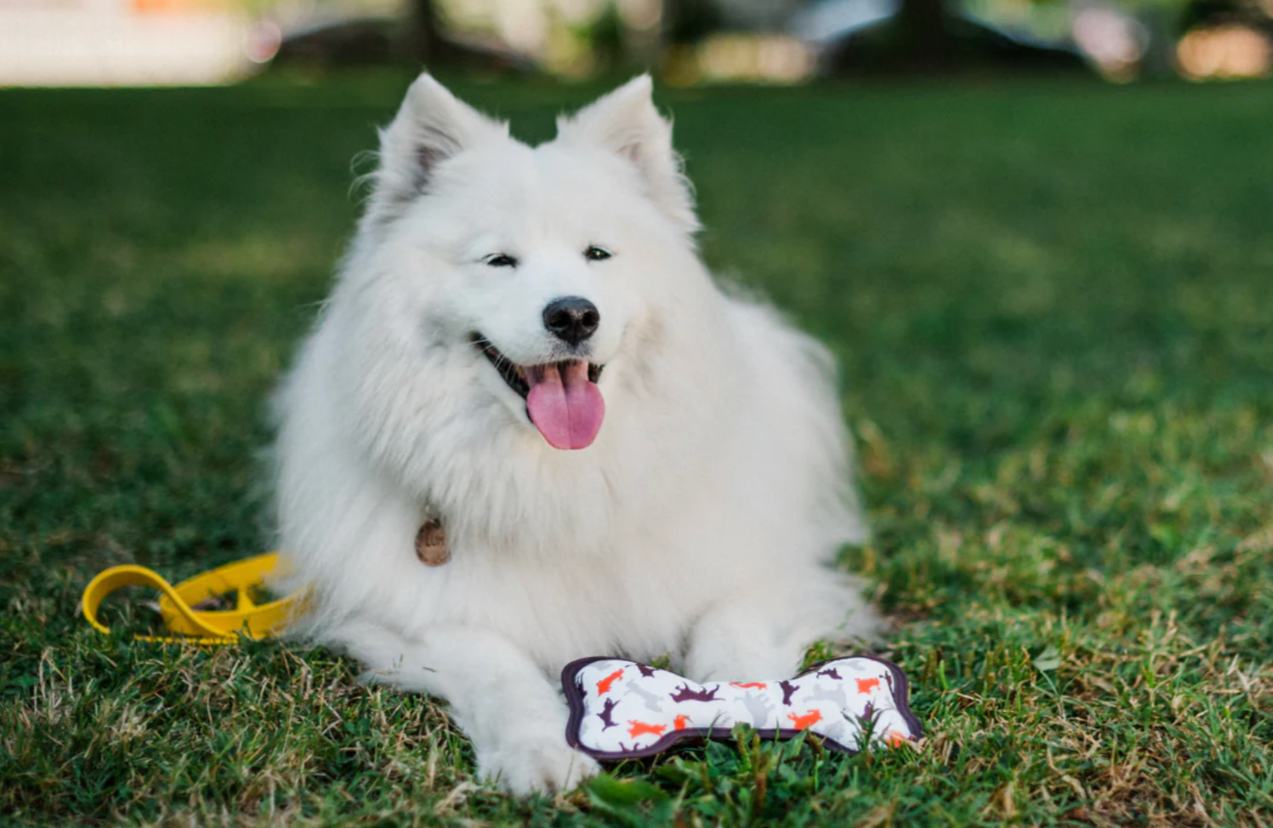 Dog laying dog with ECO Play Bone eco friendly dog toy for everyday chewing