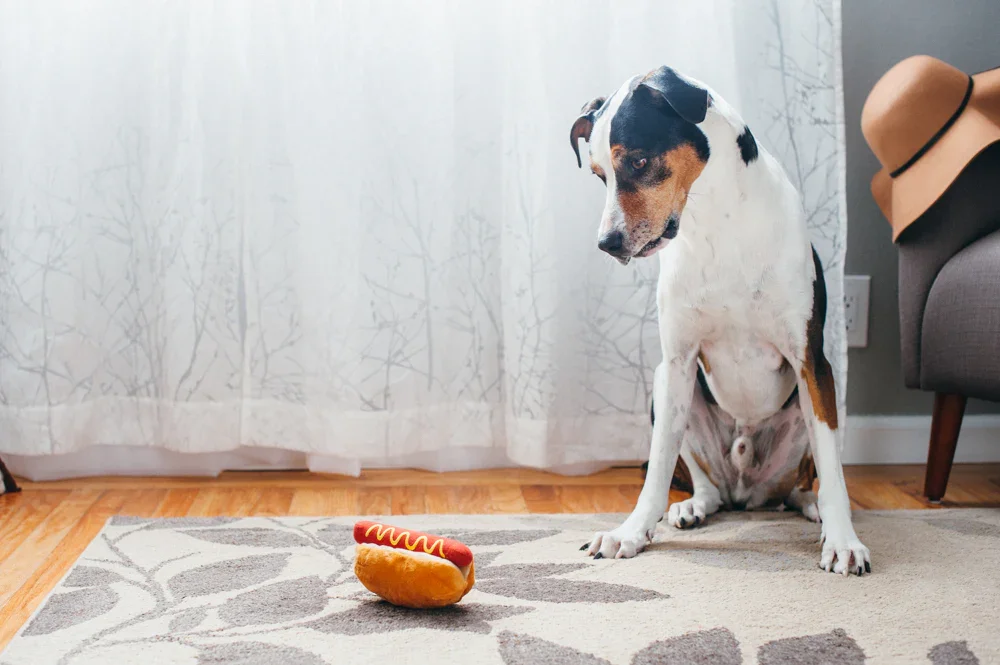 Dog sitting on a rug in front of a hot dog toy, inside a living room with a curtain, a wall outlet, and a sofa with a coat or blanket draped over it.