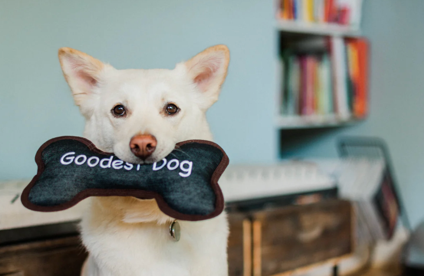 urable ECO Play Bone dog chew made from sustainable materials