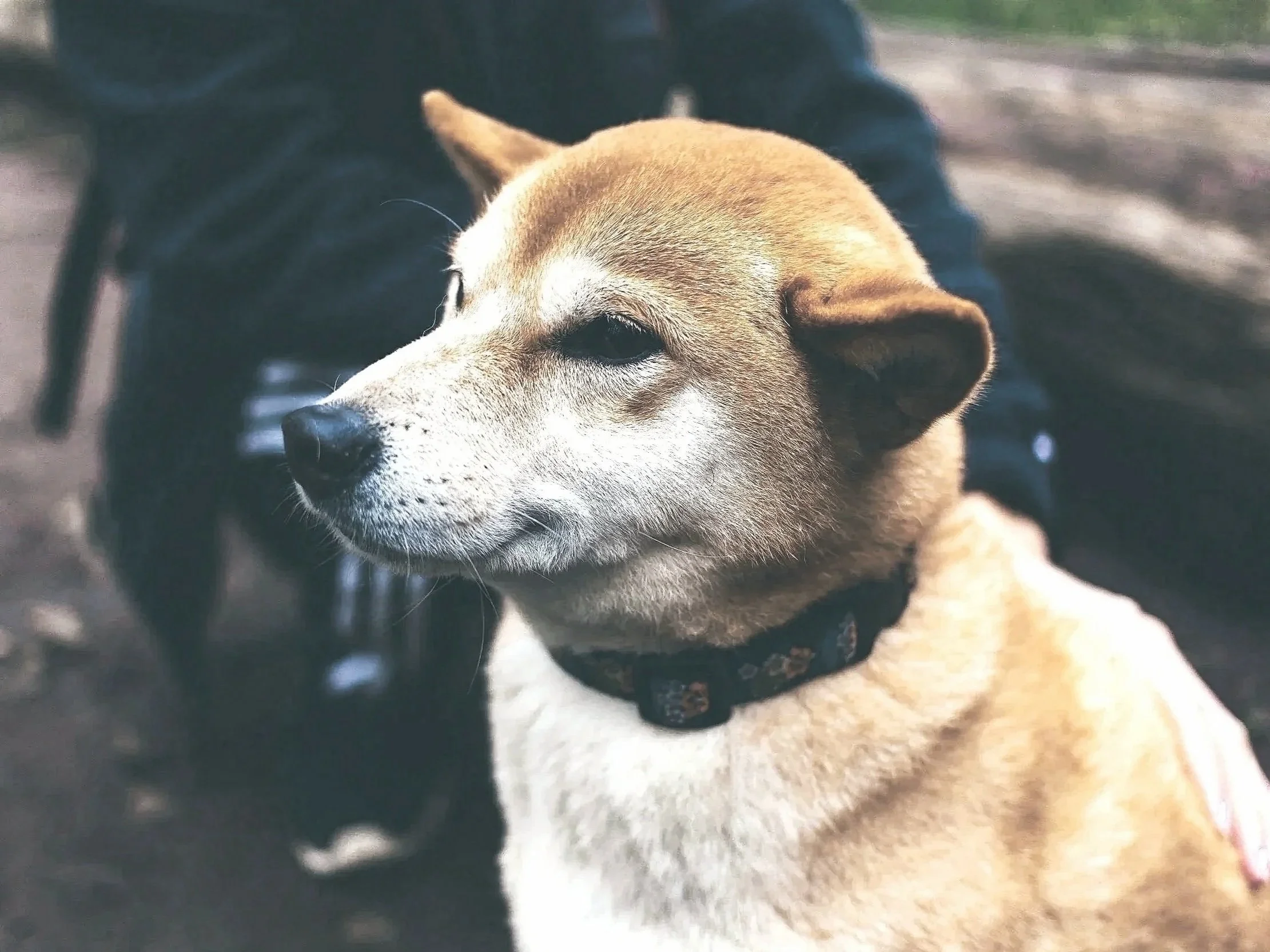 Close-up of a beagle puppy resting outdoors on a concrete surface, with a black collar around its neck.