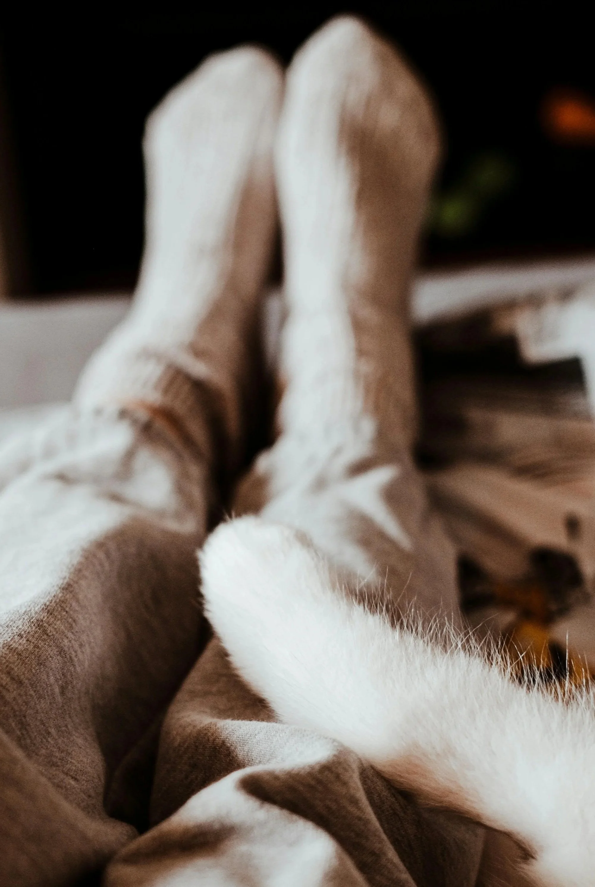 Close-up of two cats lying side by side, one with orange fur and the other with mostly white fur with some orange patches, captured from above.