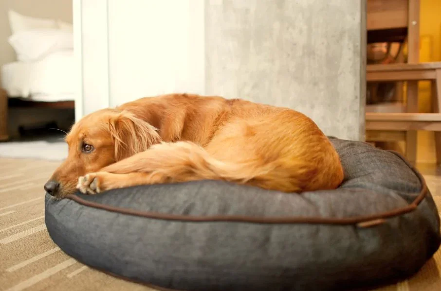 Large Dog in Urban Denim Dog Bed