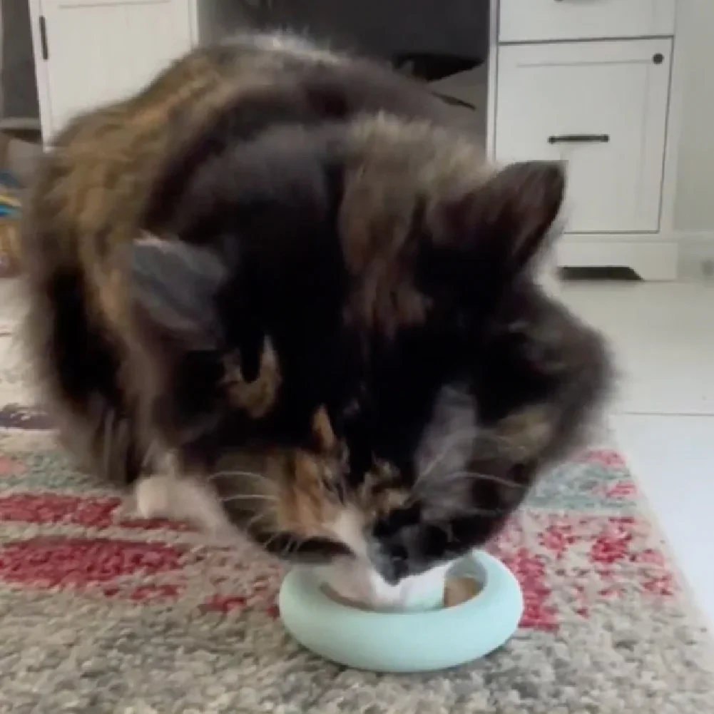 Cat playing with Freezring Cat Zen Relief frozen enrichment toy for calming play