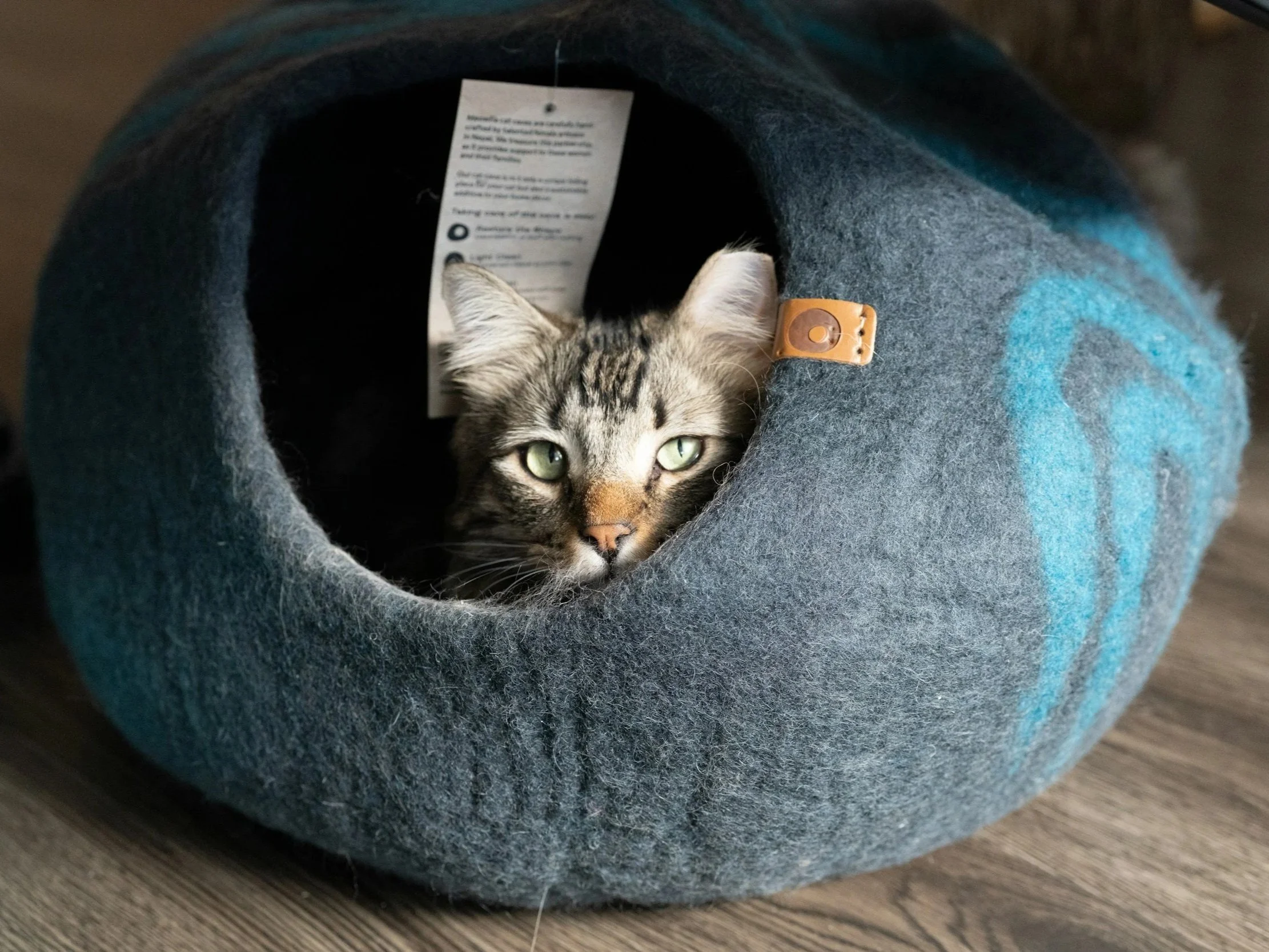 Lifestyle image representing eco-friendly living with pets