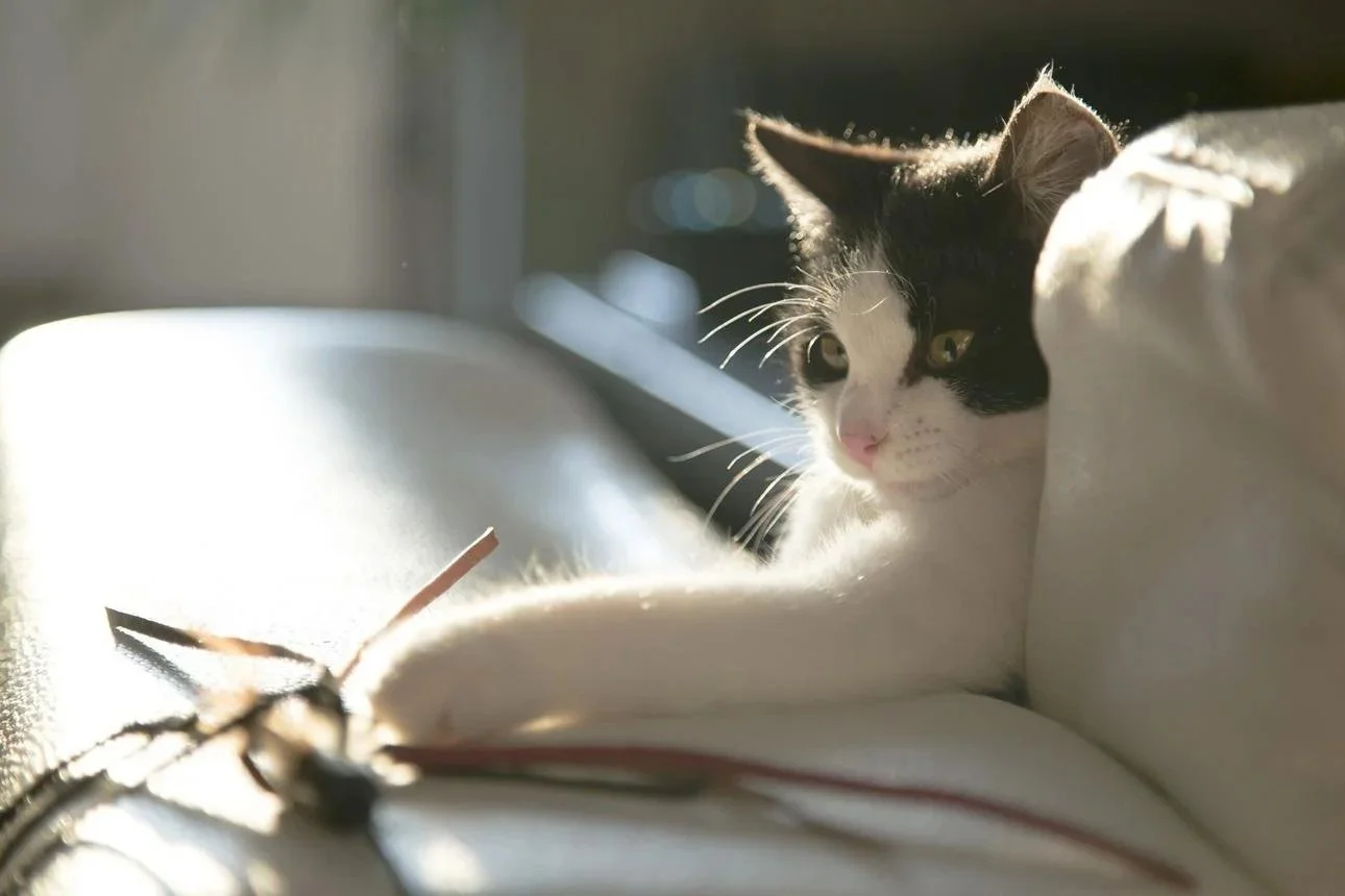 A black and white cat lying on a soft surface, gazing at a butterfly with sunlight illuminating its face.