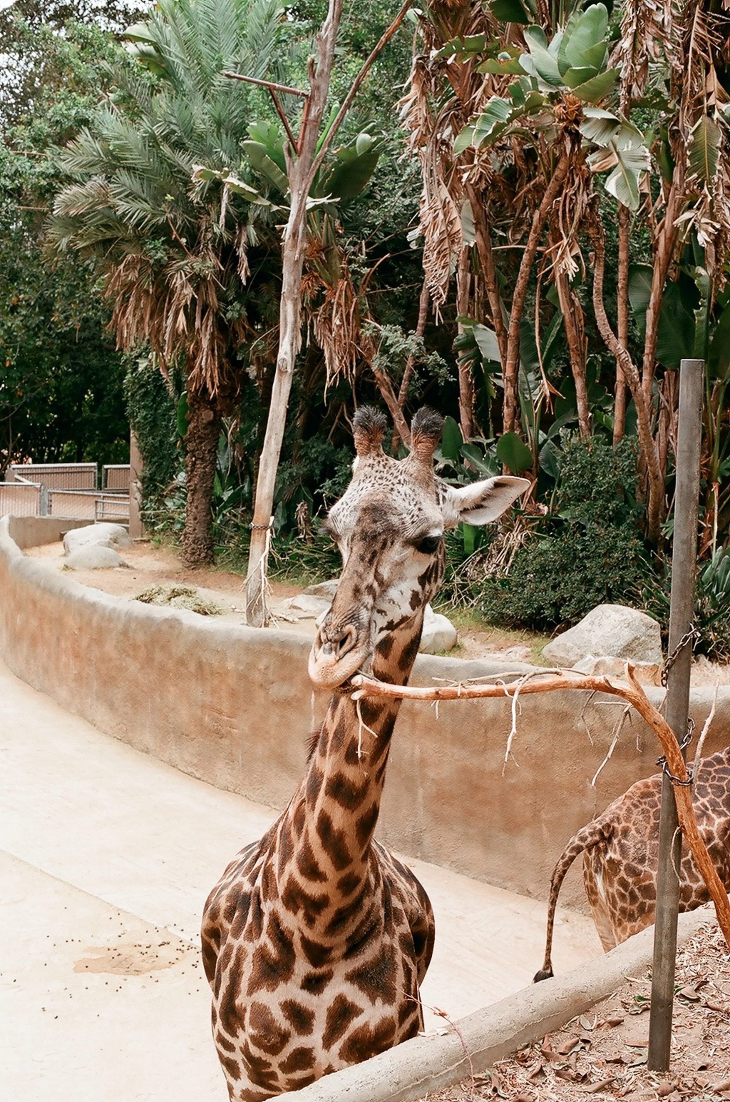 Los Angeles Zoo giraffe exhibit