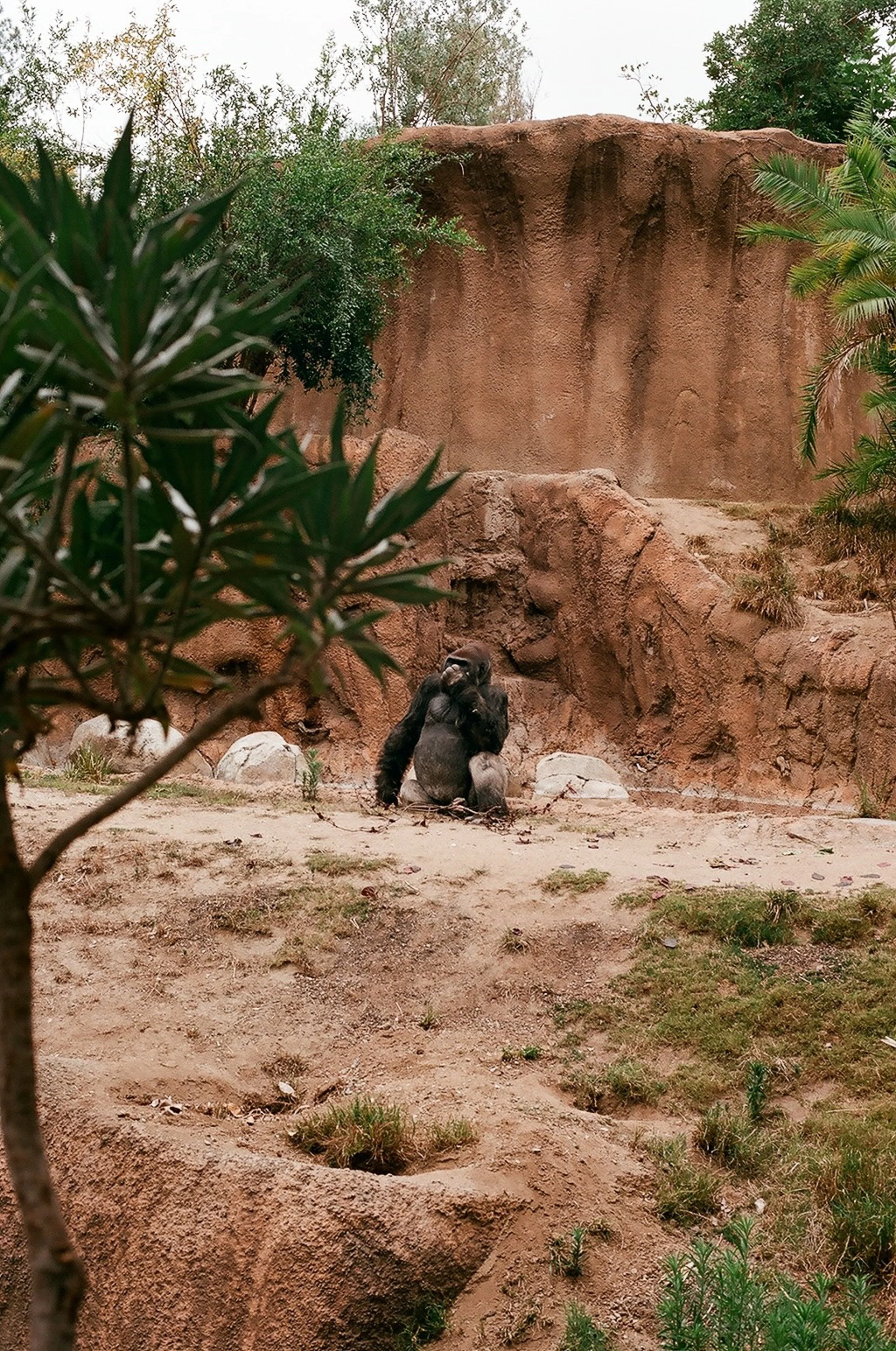 Los Angeles Zoo gorilla exhibit