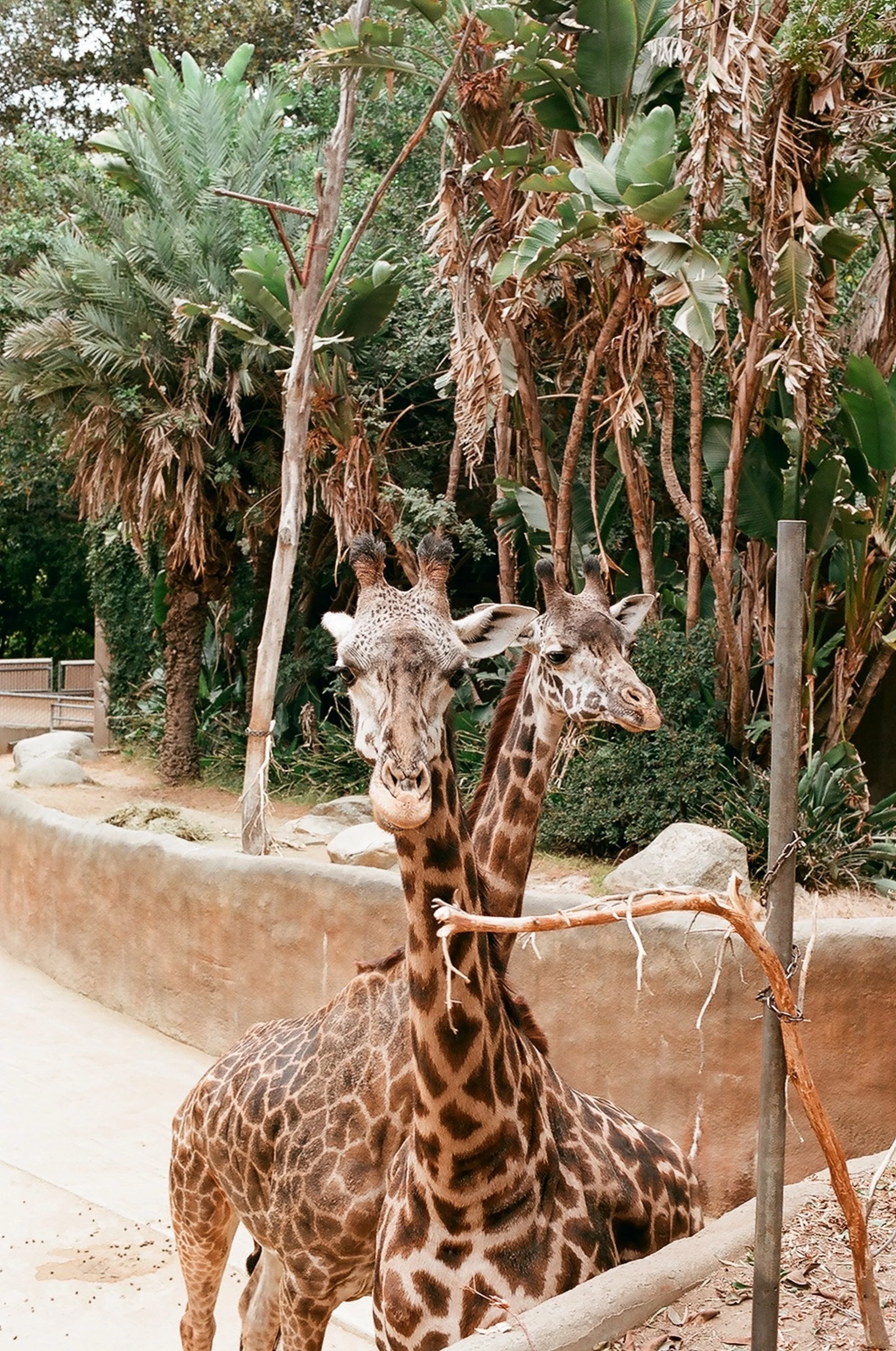 Los Angeles Zoo giraffe exhibit