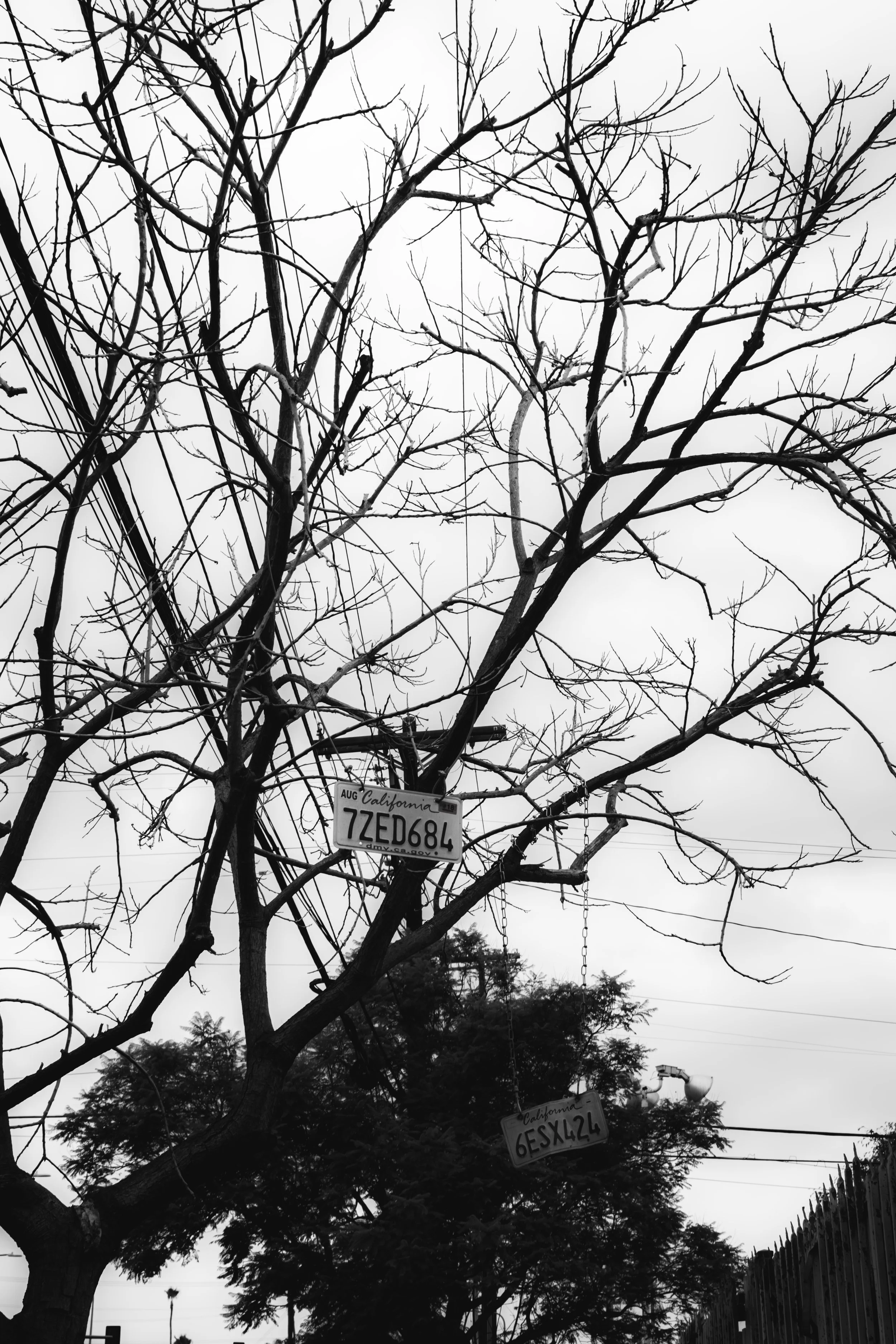 Black and white photo of leafless tree with two California license plates hanging from its branches. The license plates have the registration numbers 77ZED684 and 6ESX424. Overcast sky and power lines in the background.