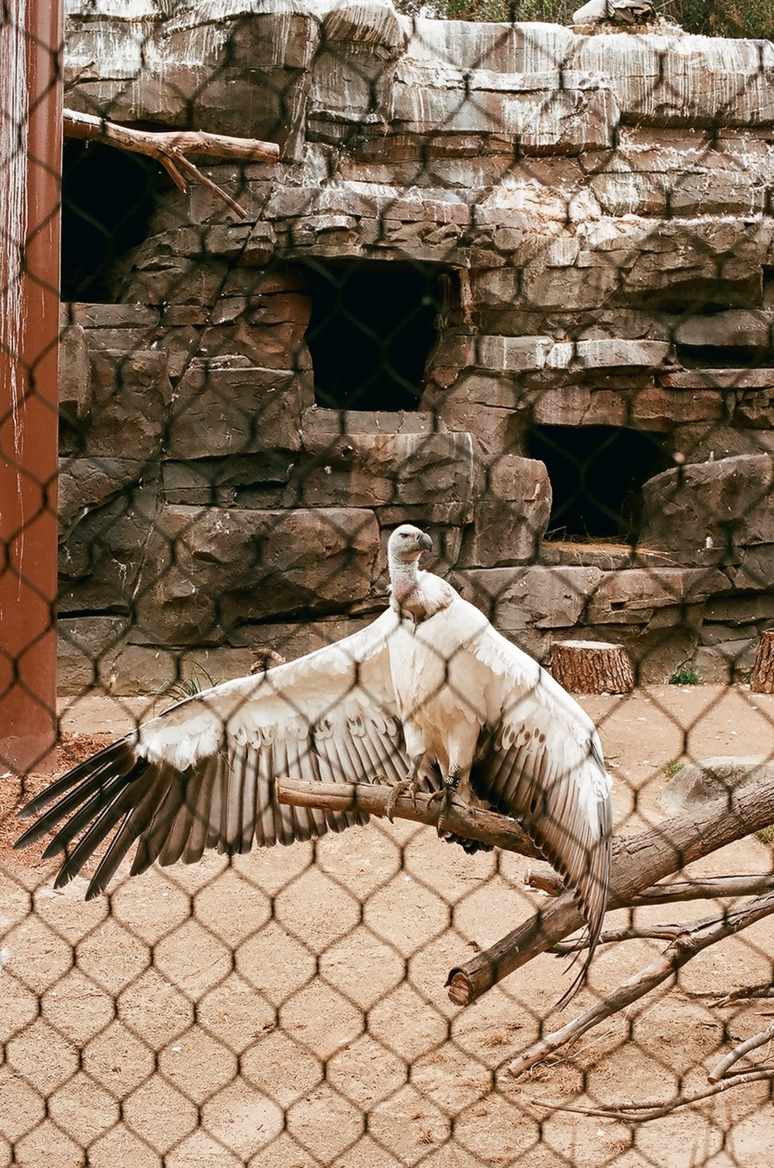 Los Angeles Zoo vulture exhibit