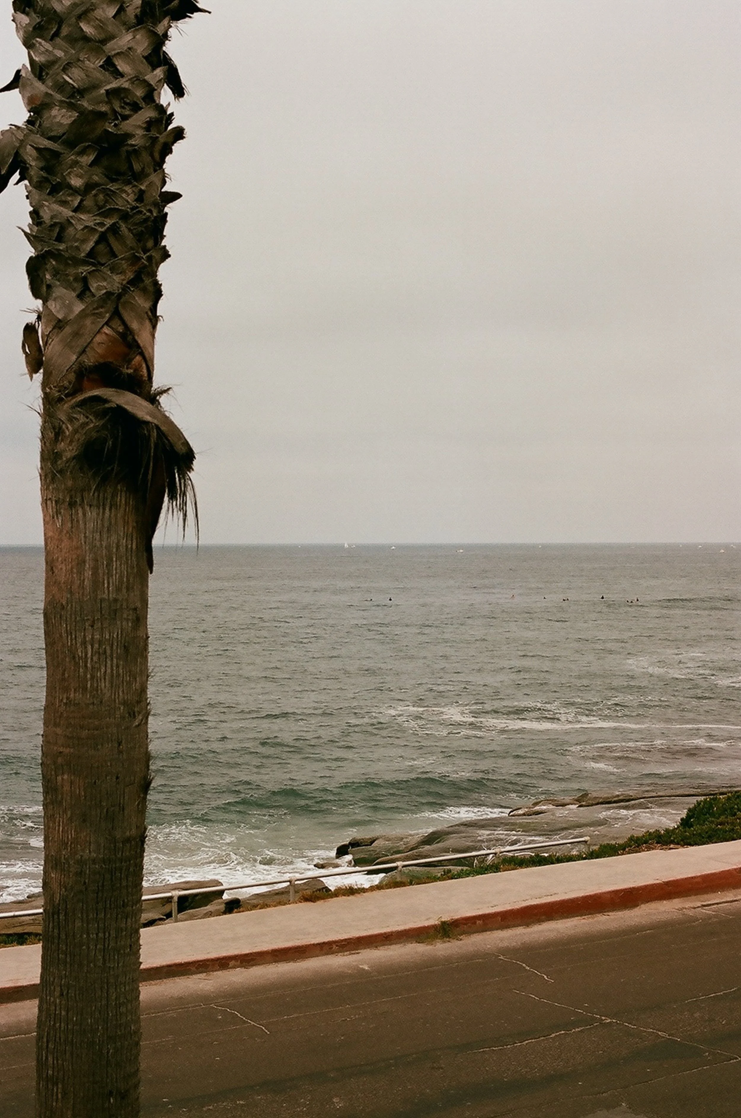 La Jolla palm tree standing near a coastal road with the ocean in the background on a cloudy day.