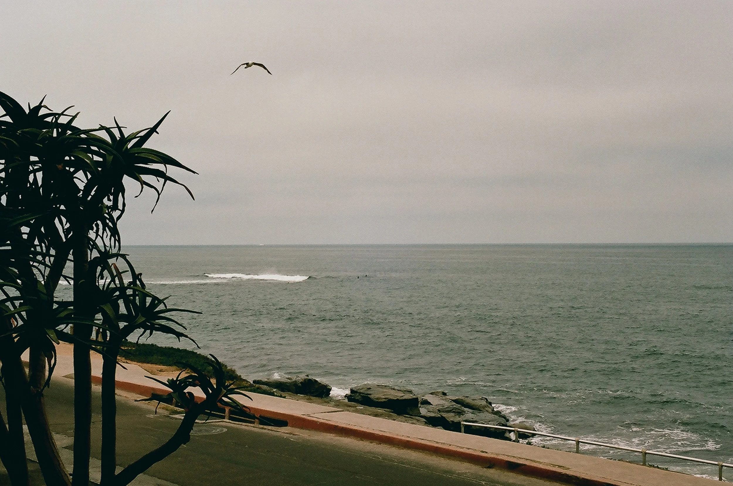 La Jolla overcast day at a coastal area with a tree in the foreground, a sidewalk, rocks near the water, and the ocean with waves in the background.