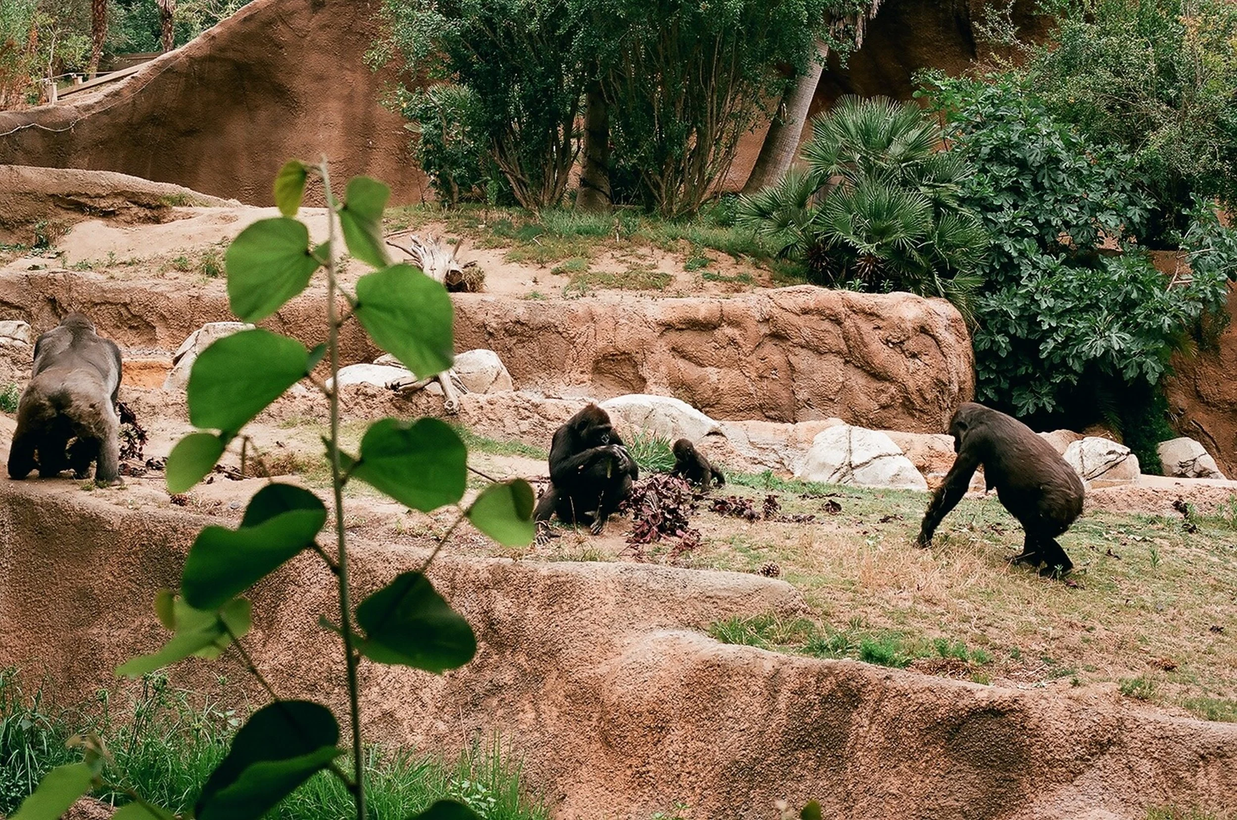 Los Angeles Zoo gorilla exhibit