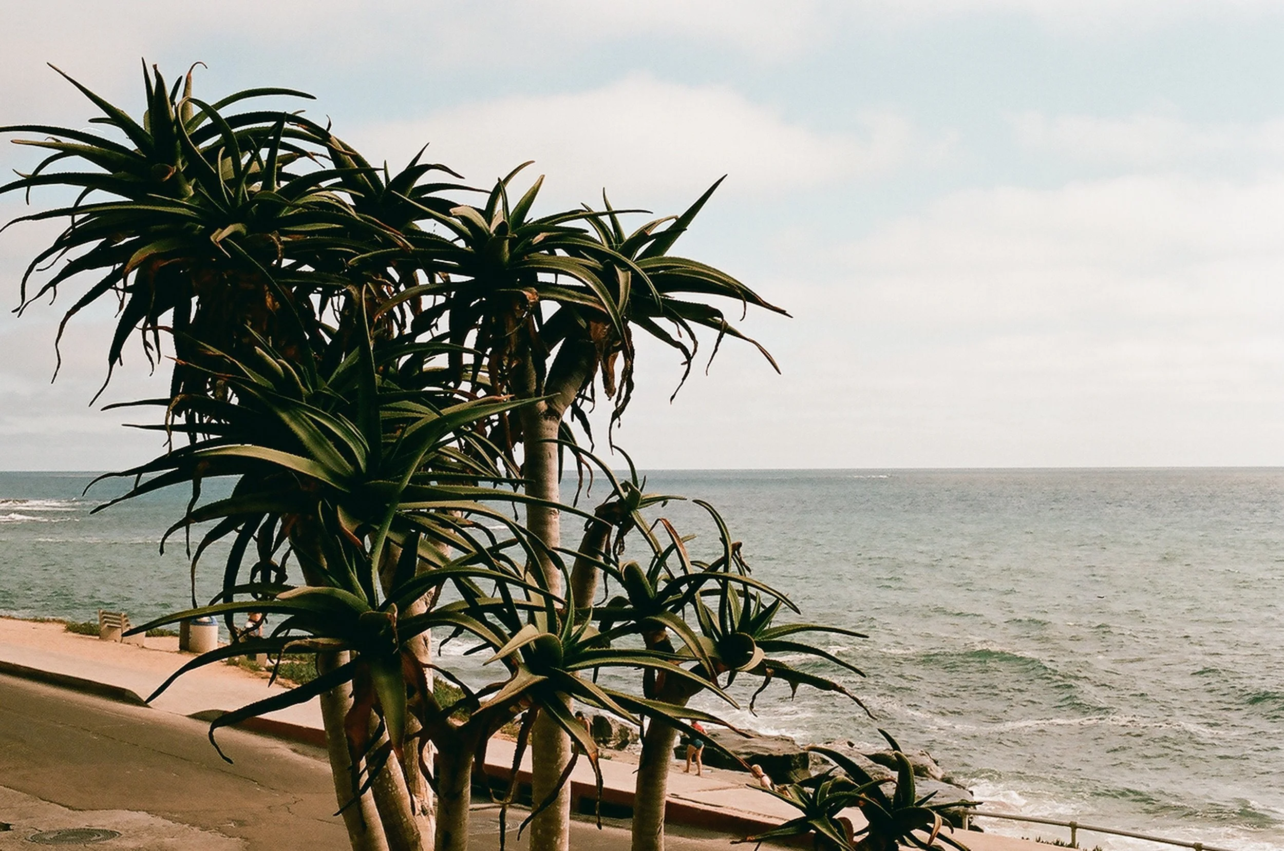 La Jolla tall spiky plant by the ocean with a sandy beach and cloudy sky in the background.