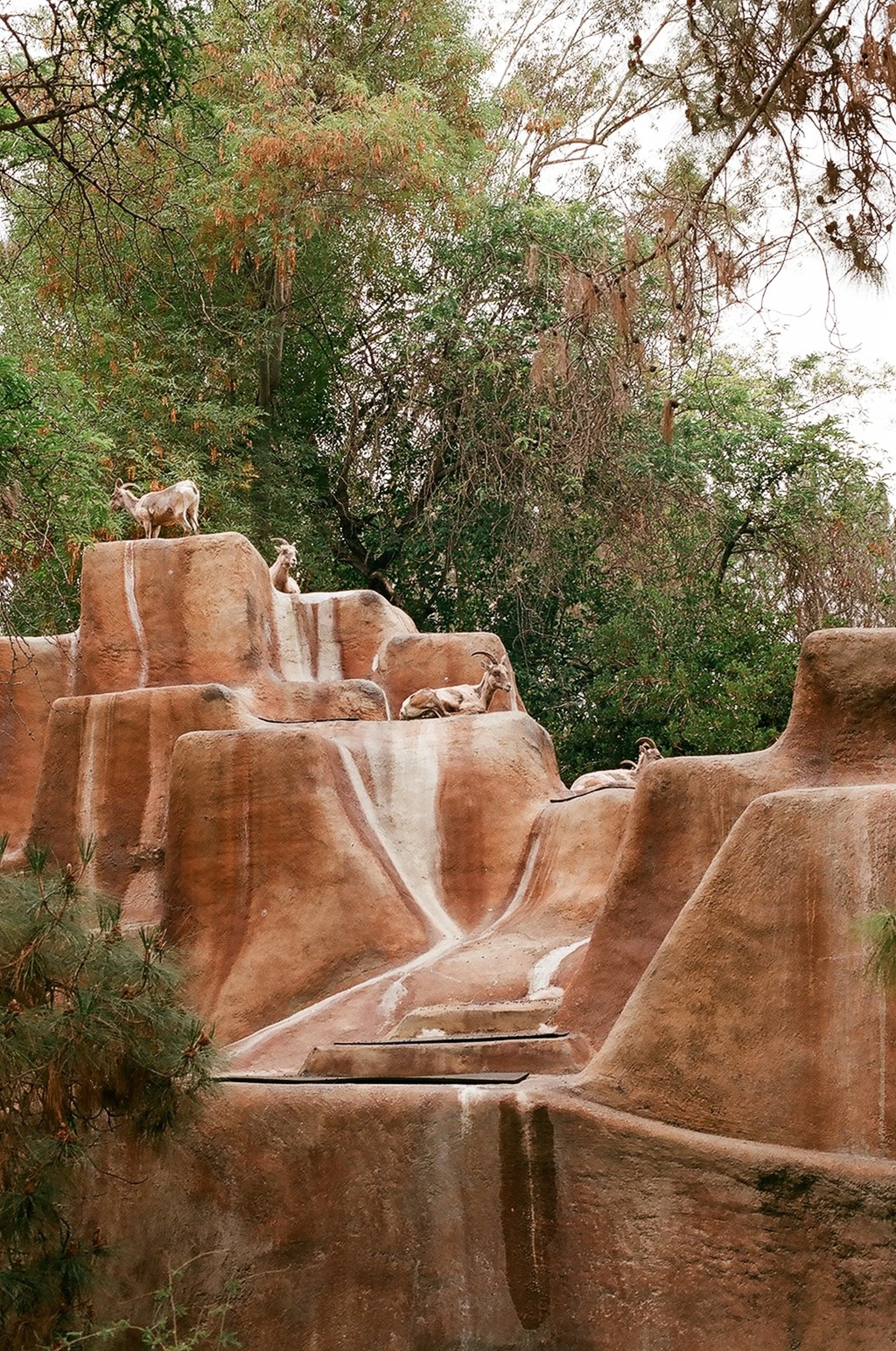 Los Angeles Zoo goat exhibit