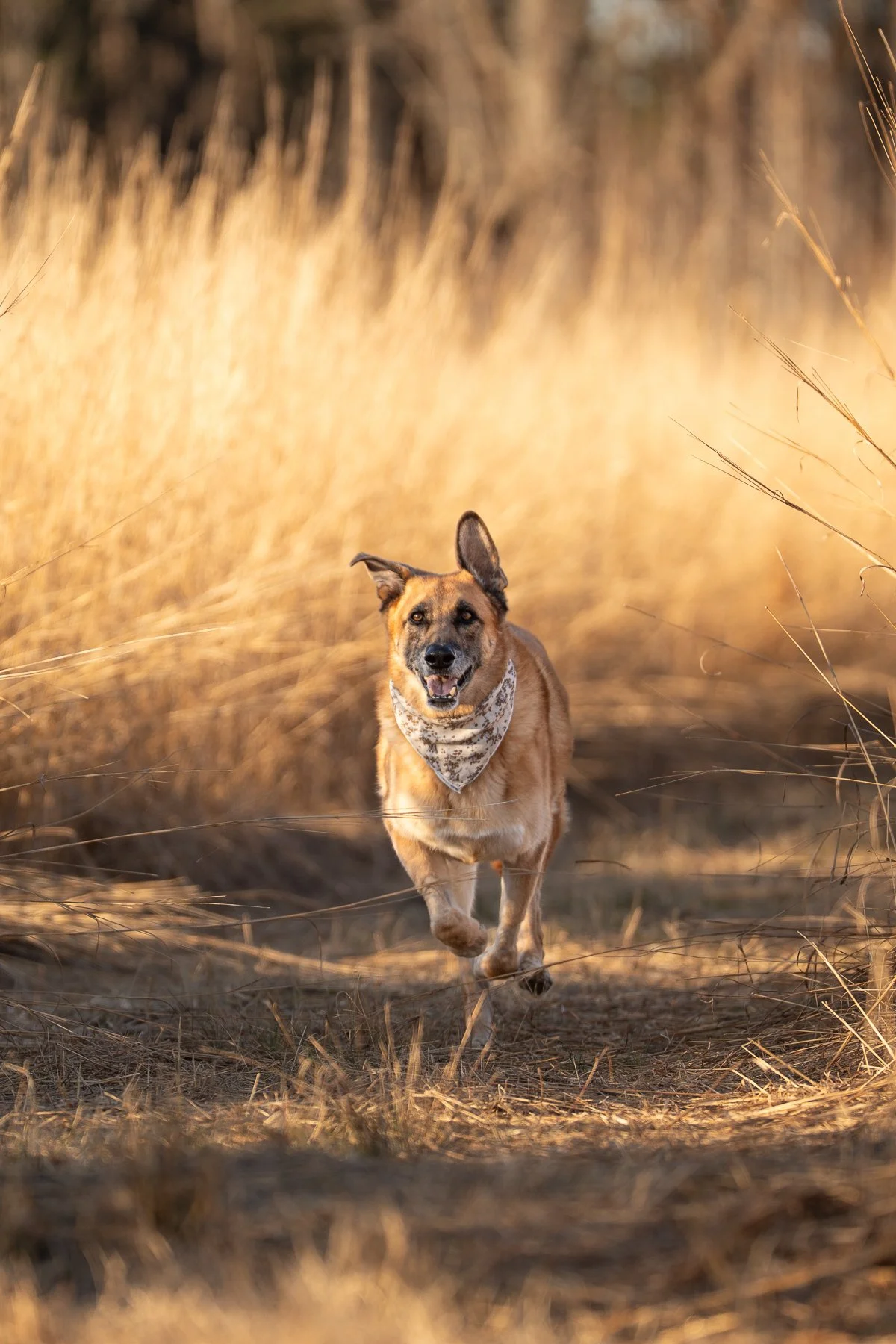 A happy dog running through a dry grassy field during sunset, wearing a bandana.