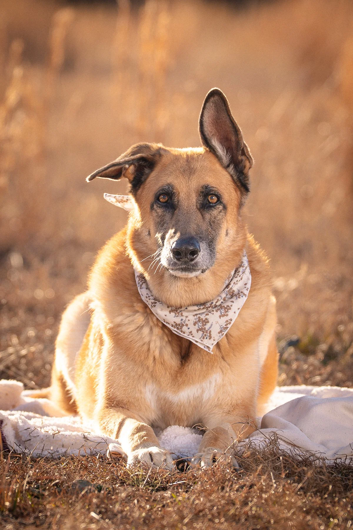 A mixed-breed dog with one ear upright and the other flopped over, sitting on a blanket outdoors in a field during golden hour, wearing a patterned bandana.