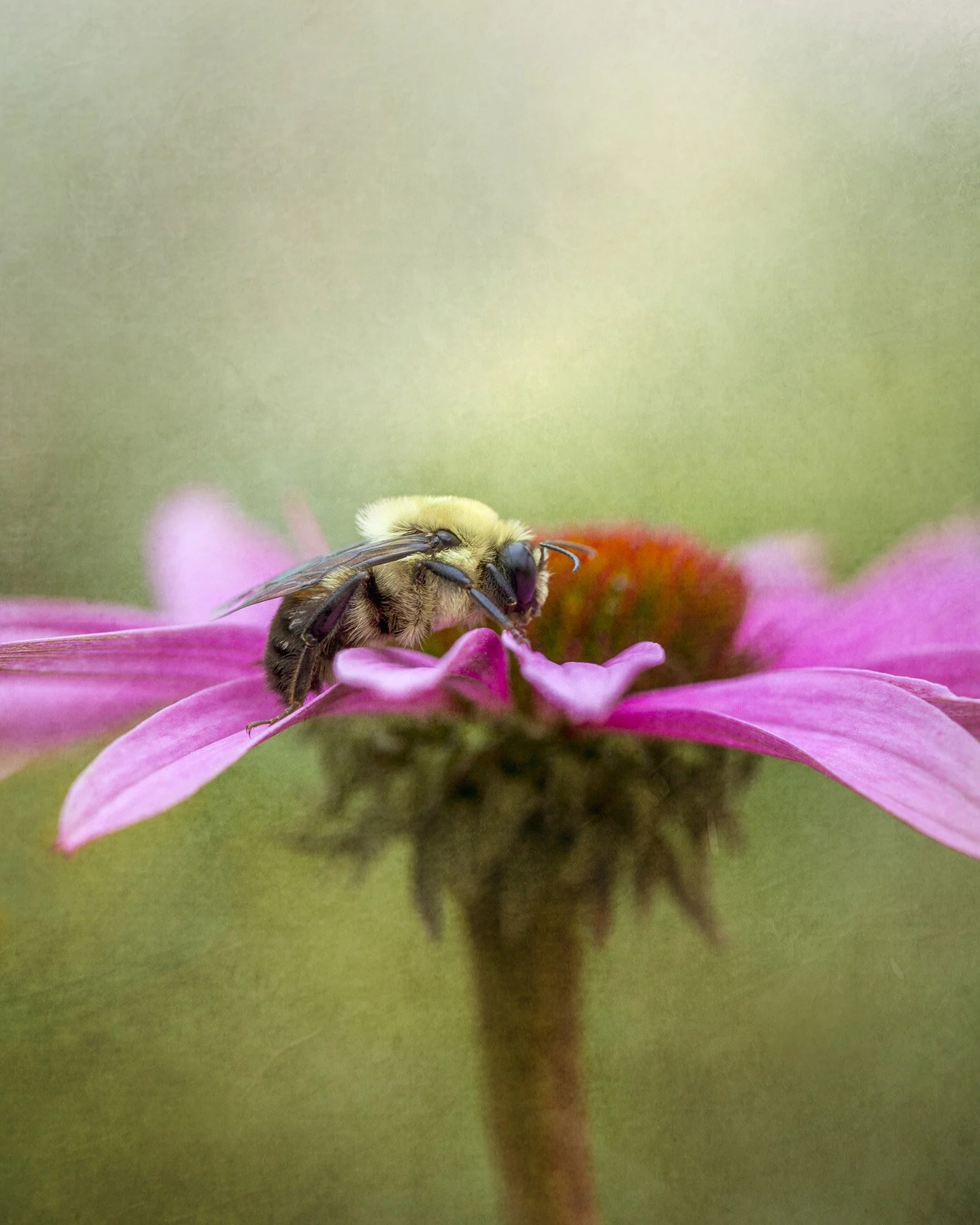 Dream a Little Dream