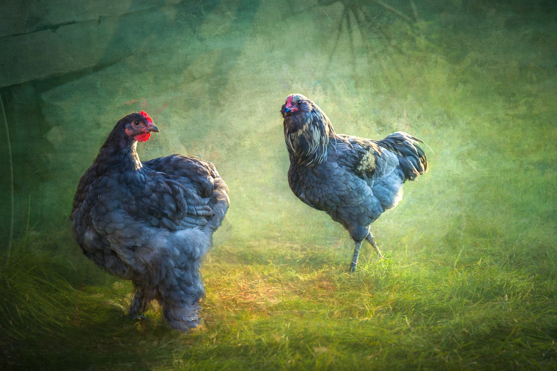Two blue chickens strike a pose in the afternoon light