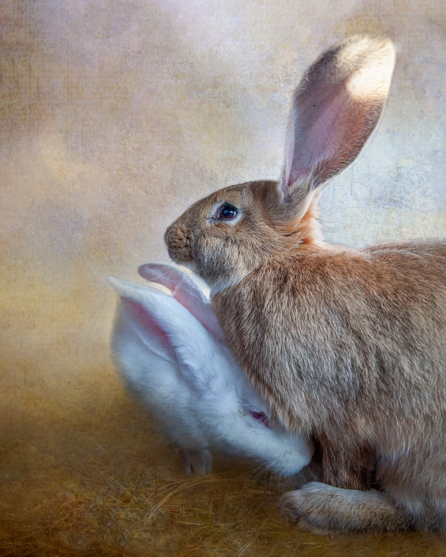 Fine art print of 2 rabbits