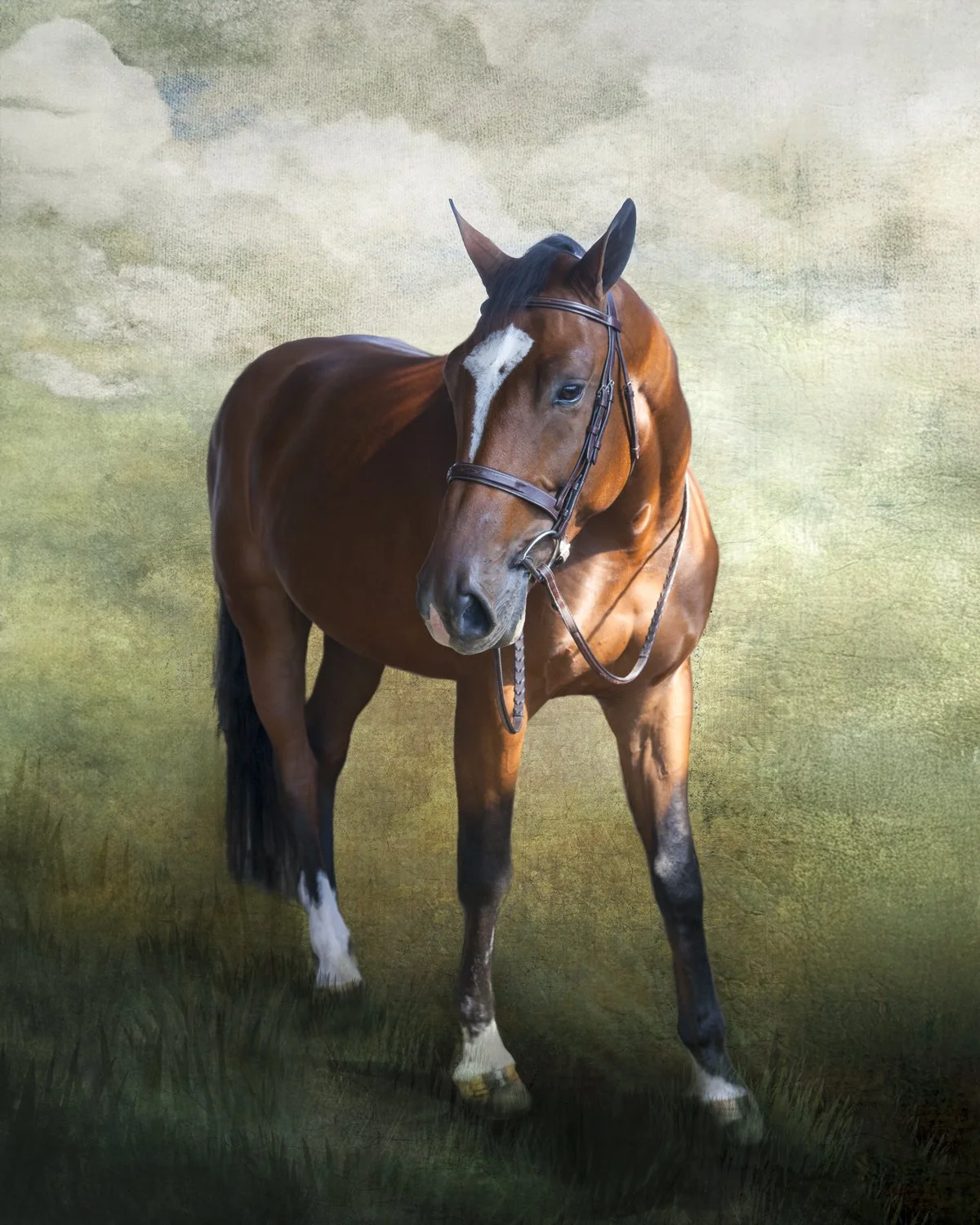 A handsome brown and white horse