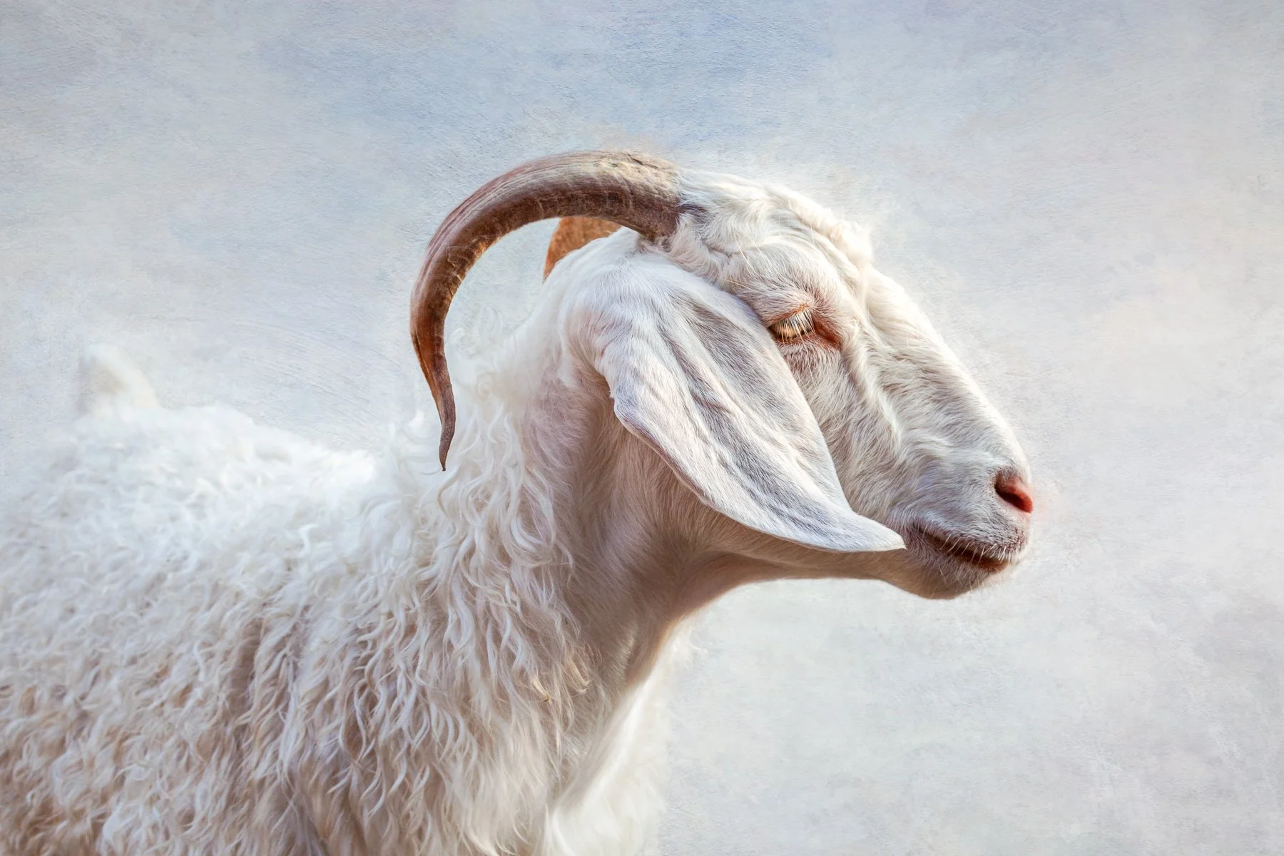 Close-up of a white goat with curly fur, brown curved horns, and floppy ears, standing with eyes closed against a light, textured background.