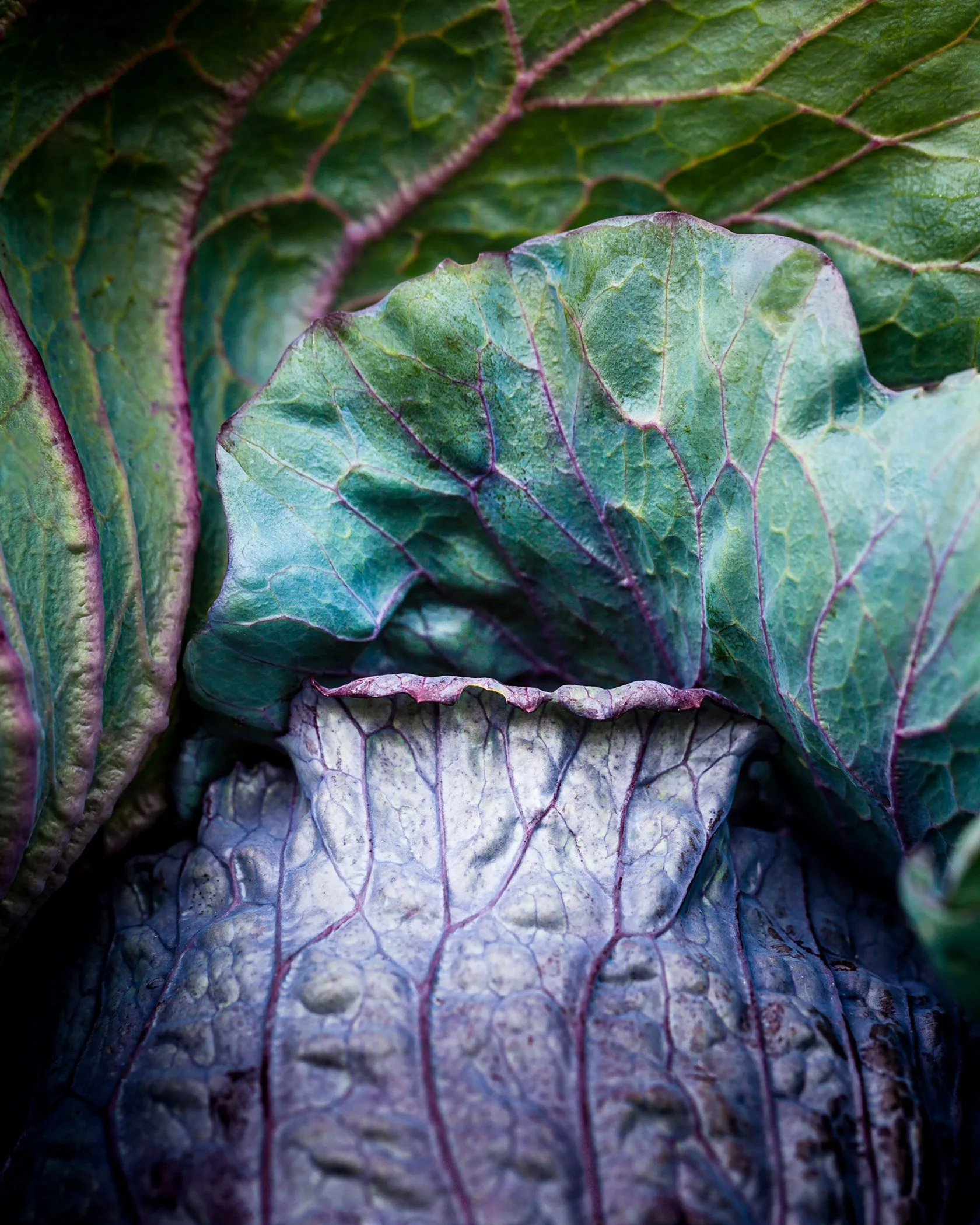 Close-up of purple and green cabbage leaves.