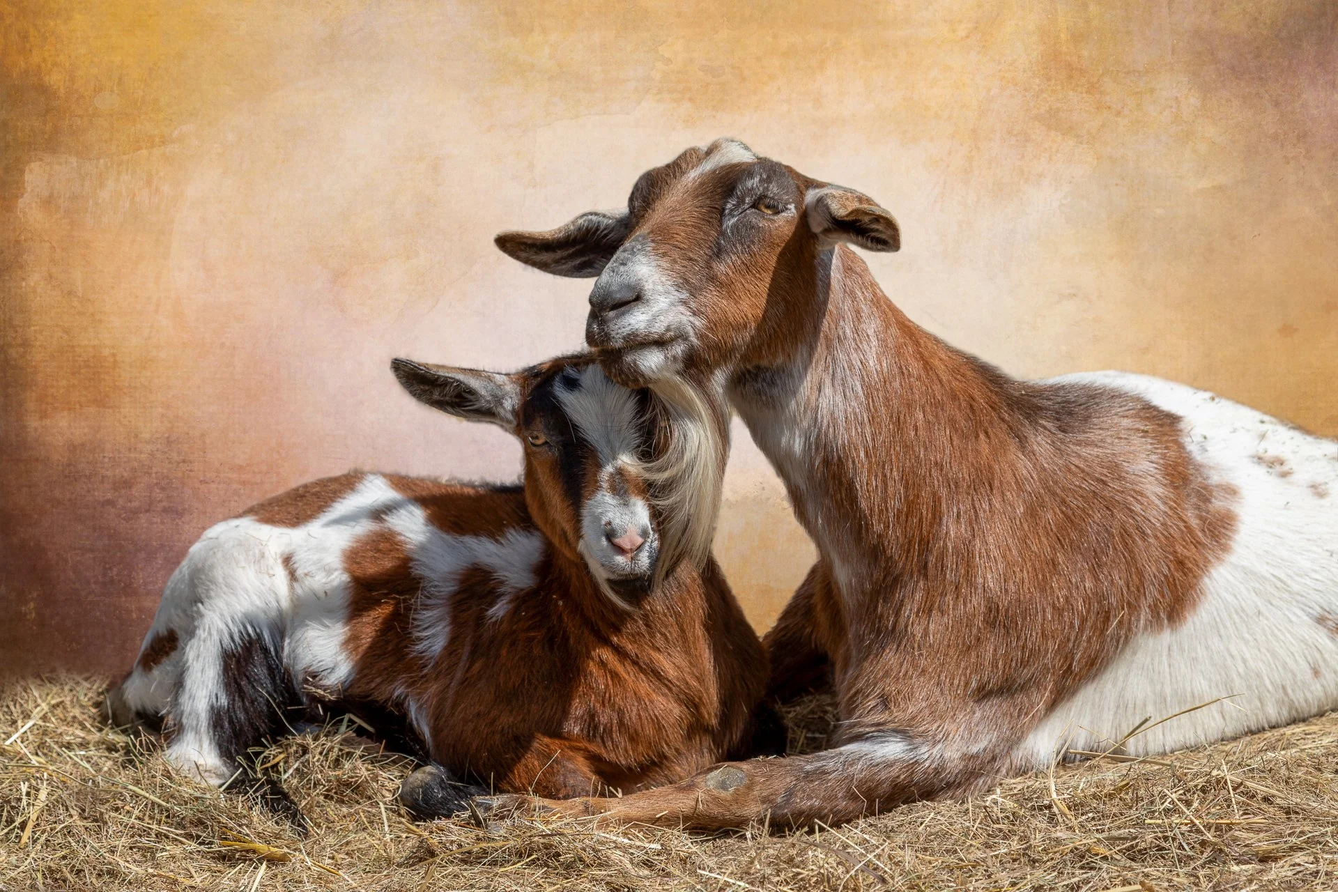 A digital painting of two goats, one adult and one kid, cuddling on hay against a warm background.