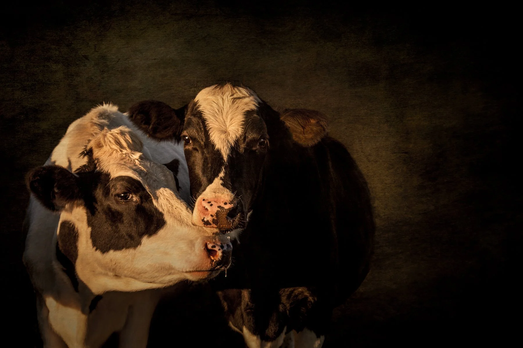 Two calves, one predominantly white with black markings and one black with white markings, standing closely together in a dark environment.