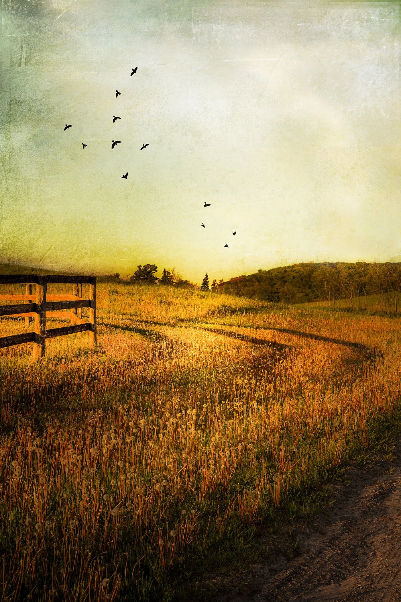 A scenic landscape with a grassy field at sunset, a wooden fence, and a flock of birds flying in the sky.