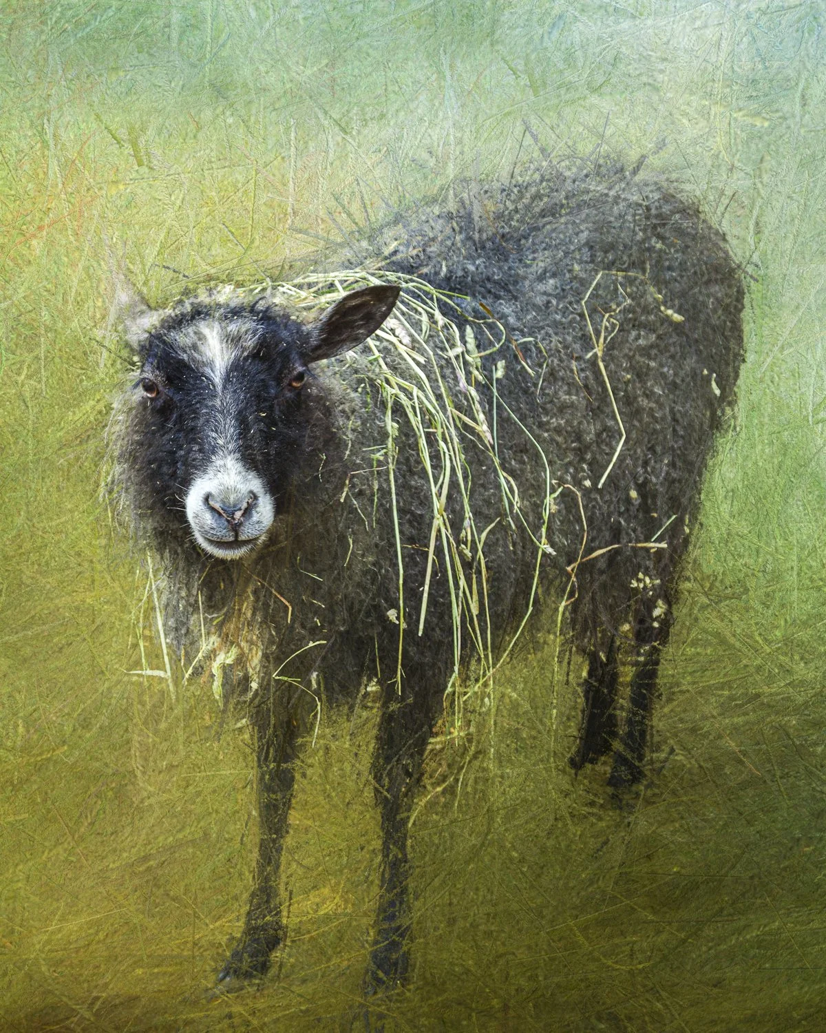 A black sheep with a white face and white markings on its forehead, standing in a grassy field, with long grass on its back and a textured green background.